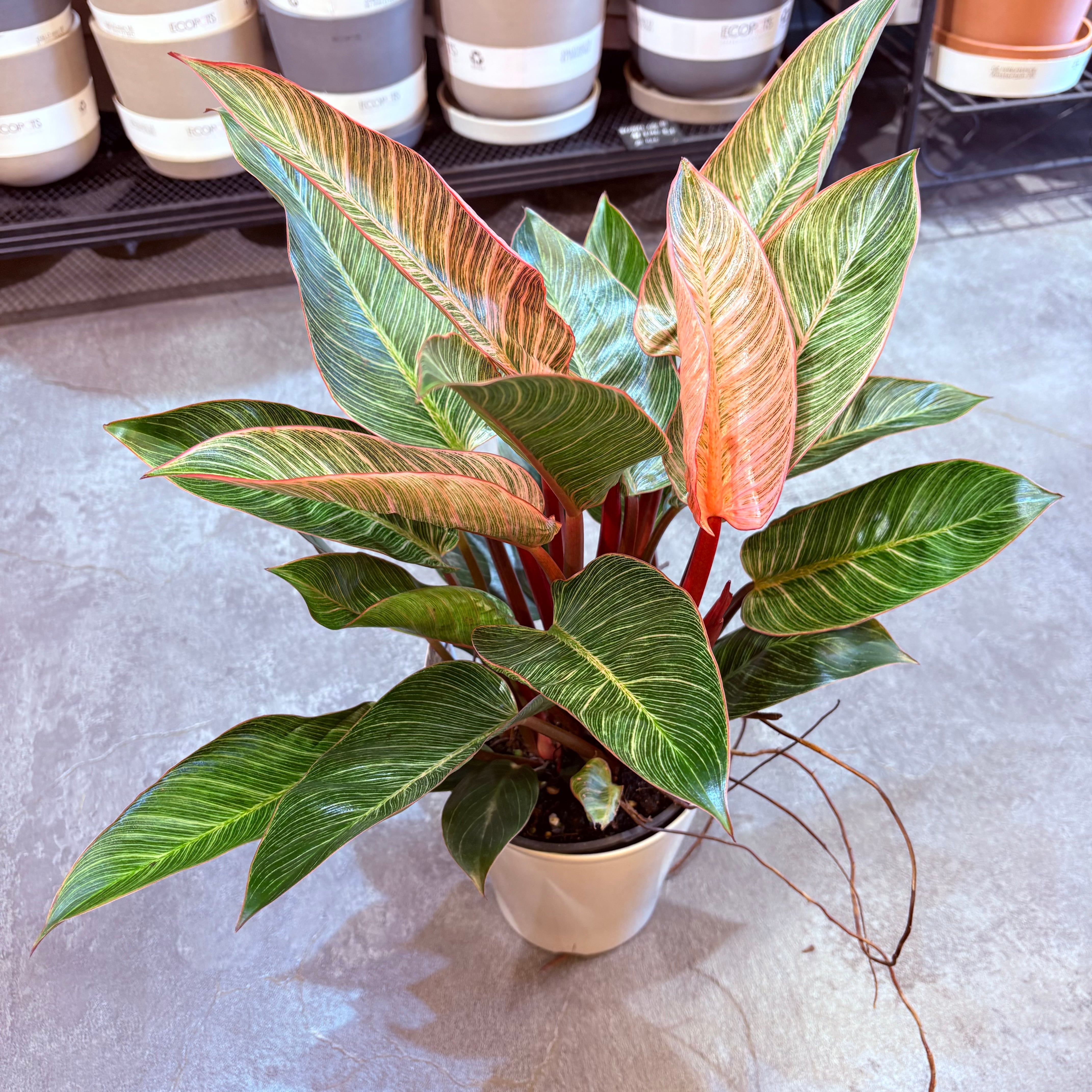 フィロデンドロン Fire Phoenix 美斑 ピンク斑 発根済み 安定株 フィロデンドロン ピンクバーキン 5号【荒木植物園さん】 | Green