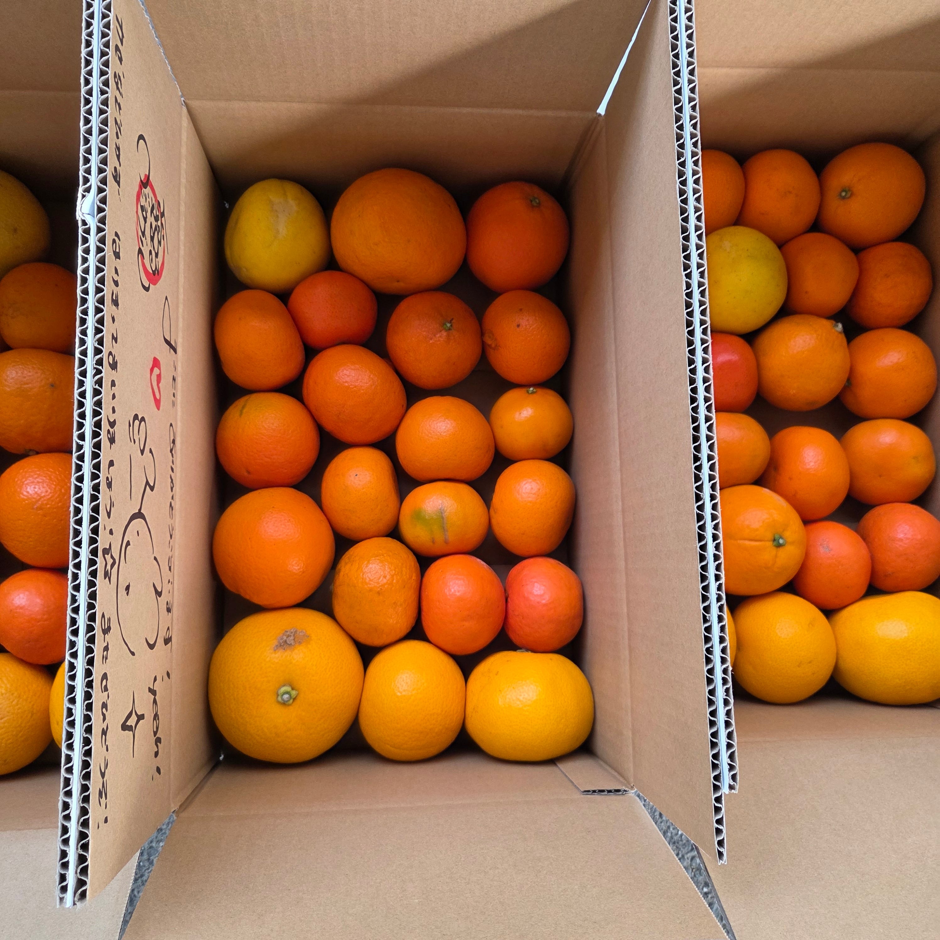 キラキラ柑橘☆ワカヤマフルーツ☆柑橘詰め合わせ☆大人気☆たっぷり