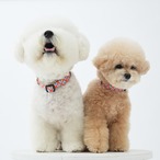 【PUPPYGALLERY公式】ポーカーフェイス・レトロフラワー首輪　L