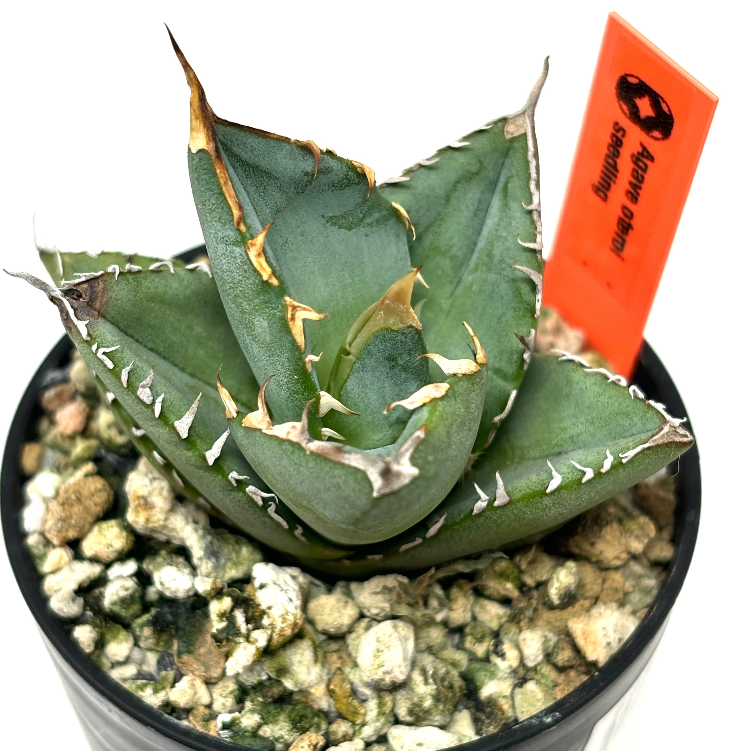 アガベ オテロイ 実生 | PROTOLEAF プロトリーフ アガベ オテロイ 実生 | PROTOLEAF プロトリーフ