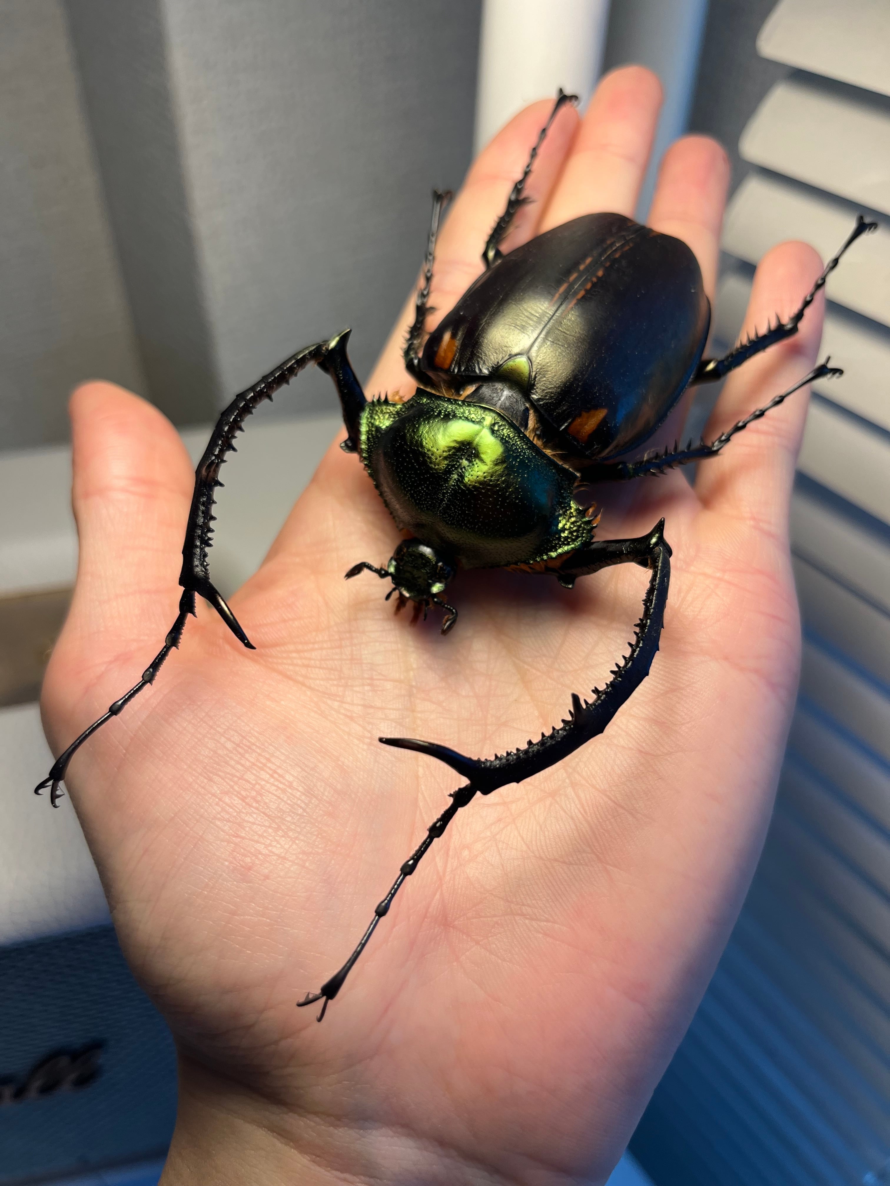 European】ヤンソニーテナガコガネ カメムシサシガメ甲虫昆虫標本