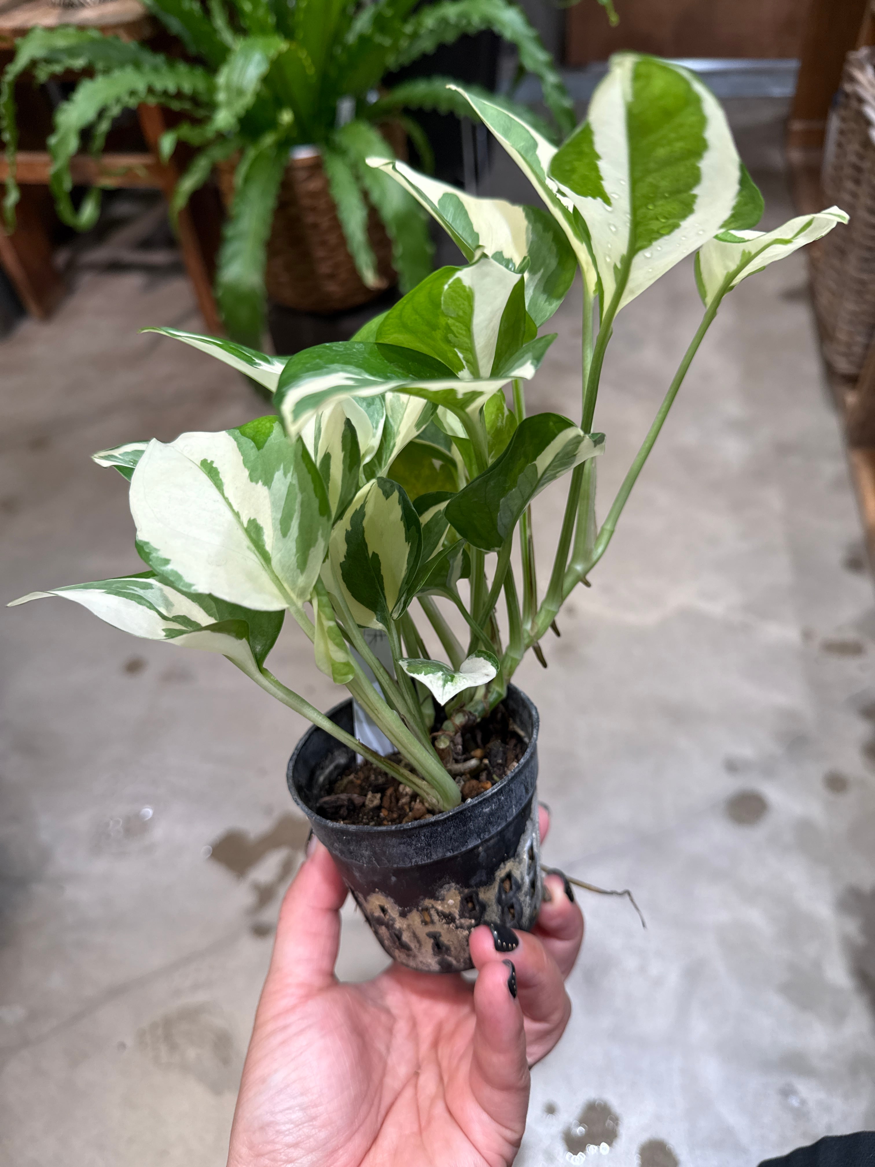 ポトス様 Happy Watering Wednesday🌱 Pothos sp. It looks very similar
