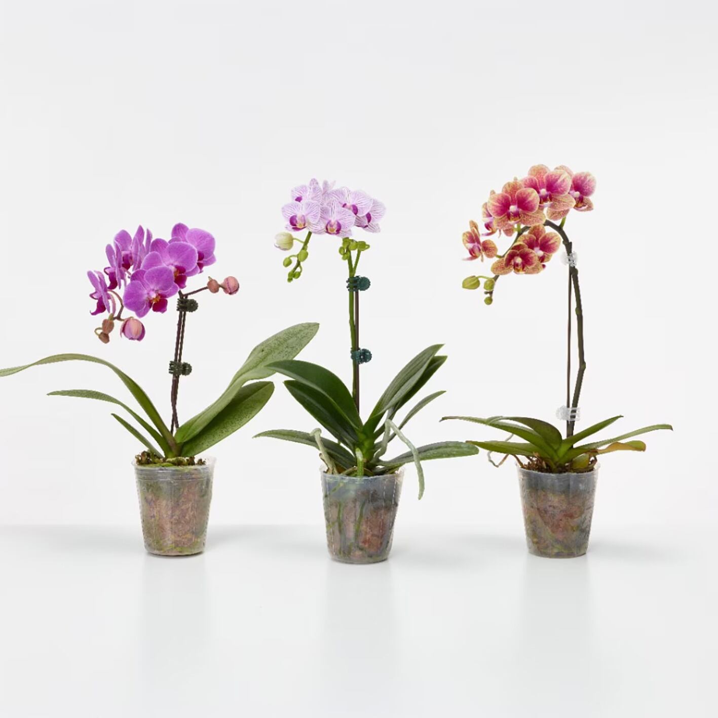 胡蝶蘭 ミディ1本立ち L 送料込 | Lulu Flower 大阪の花屋｜スタンド花