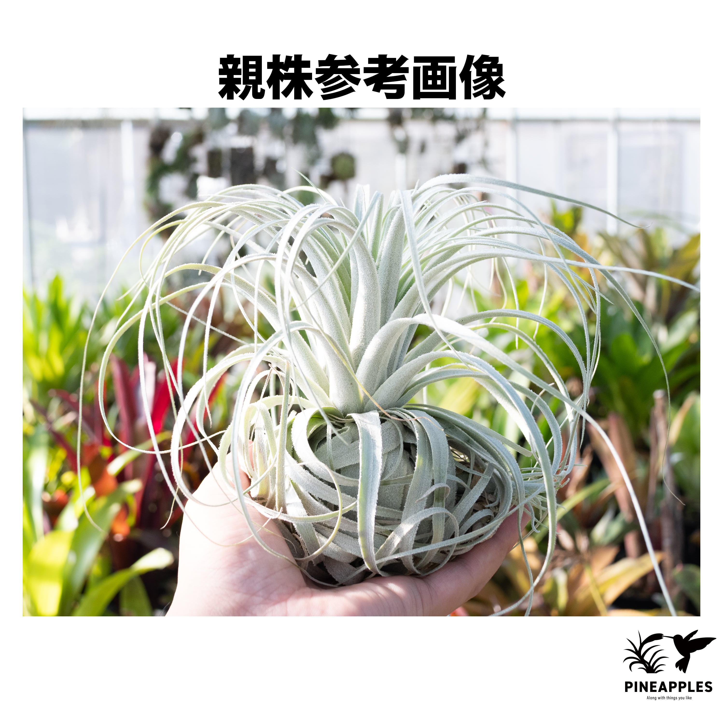 Tillandsia chapeuensis v. turriformis (Hyb?)【現品】 | PINEAPPLES