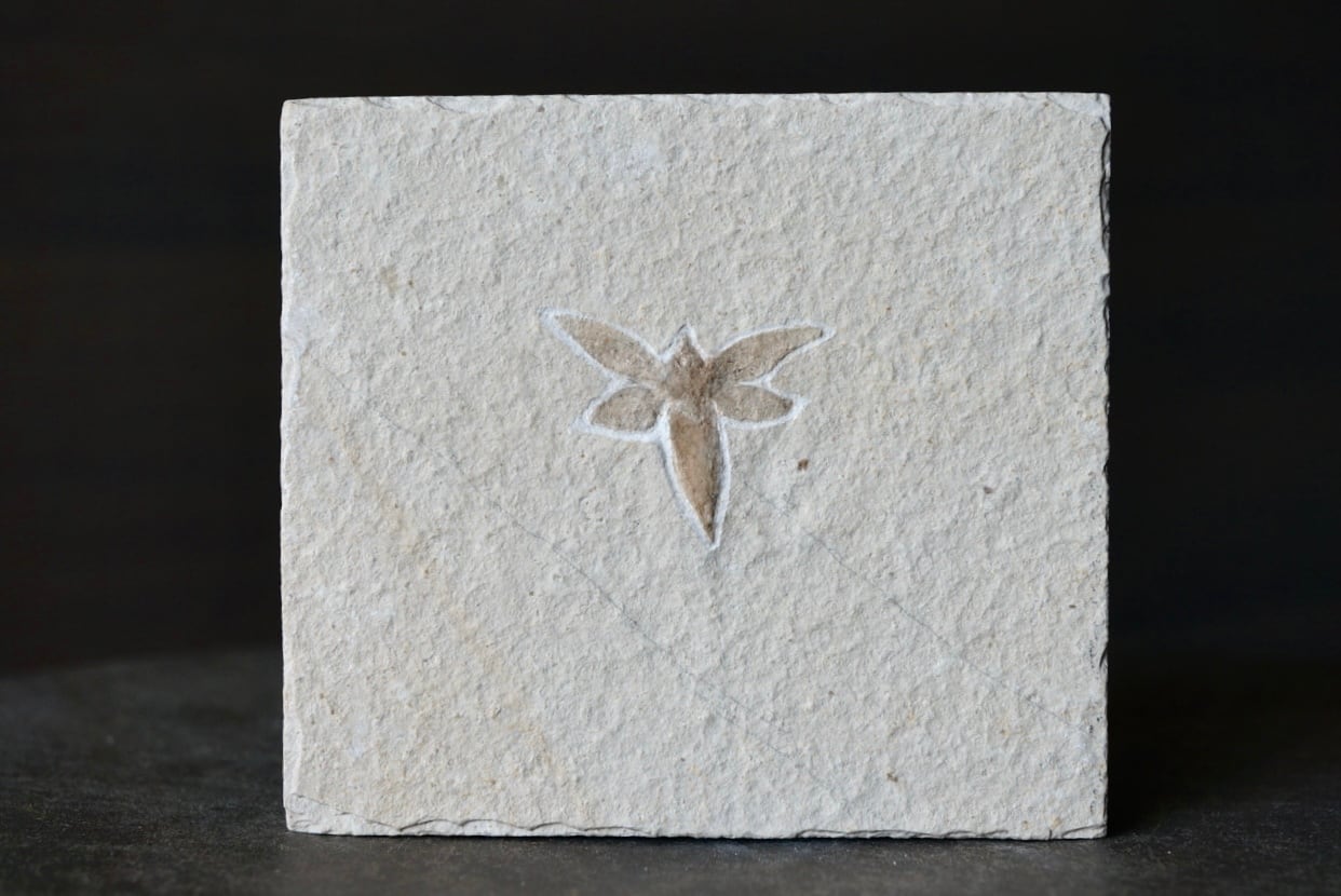 ドイツ産昆虫化石 Insect Fossil 1891 | 叙景 jokei