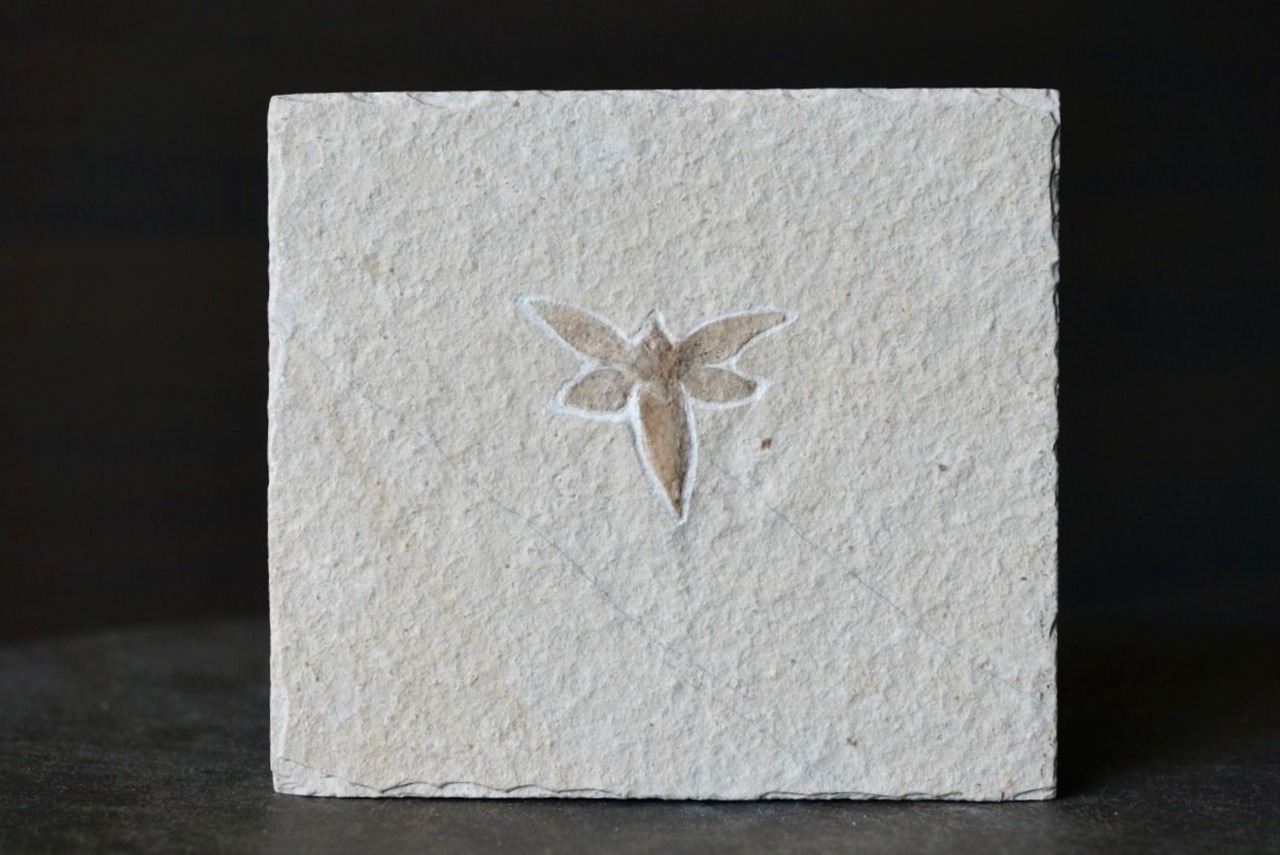 ドイツ産昆虫化石 Insect Fossil 1891