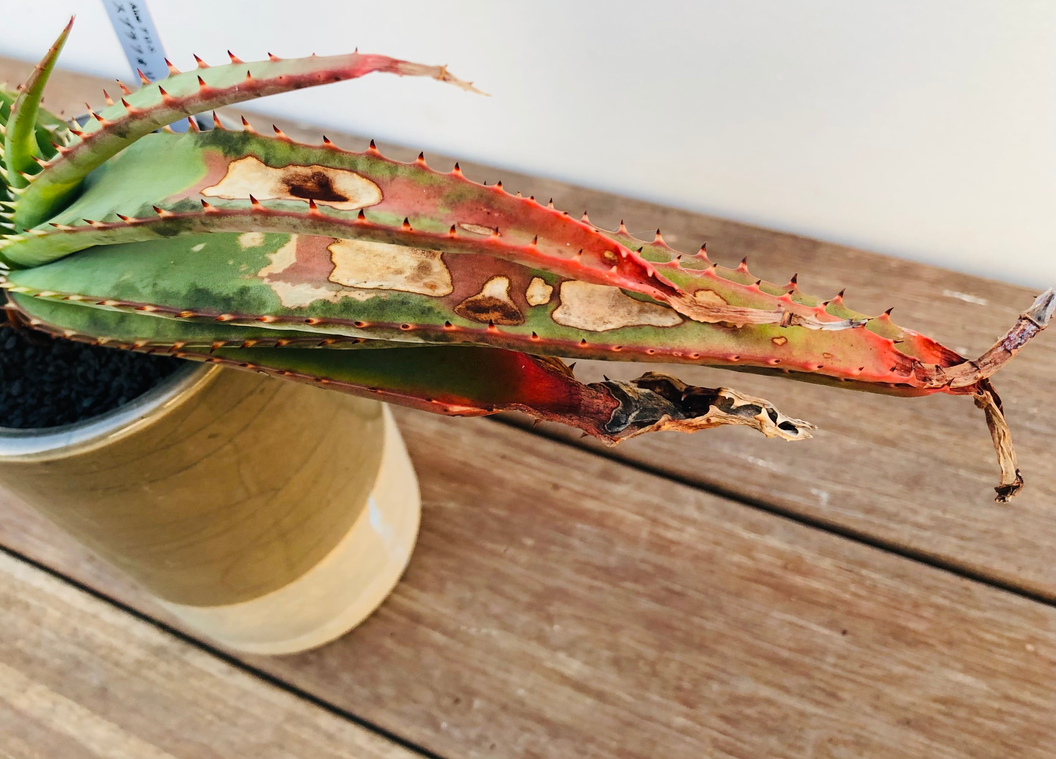 激レア アロエ ソーンクロフティー 【公式通販】