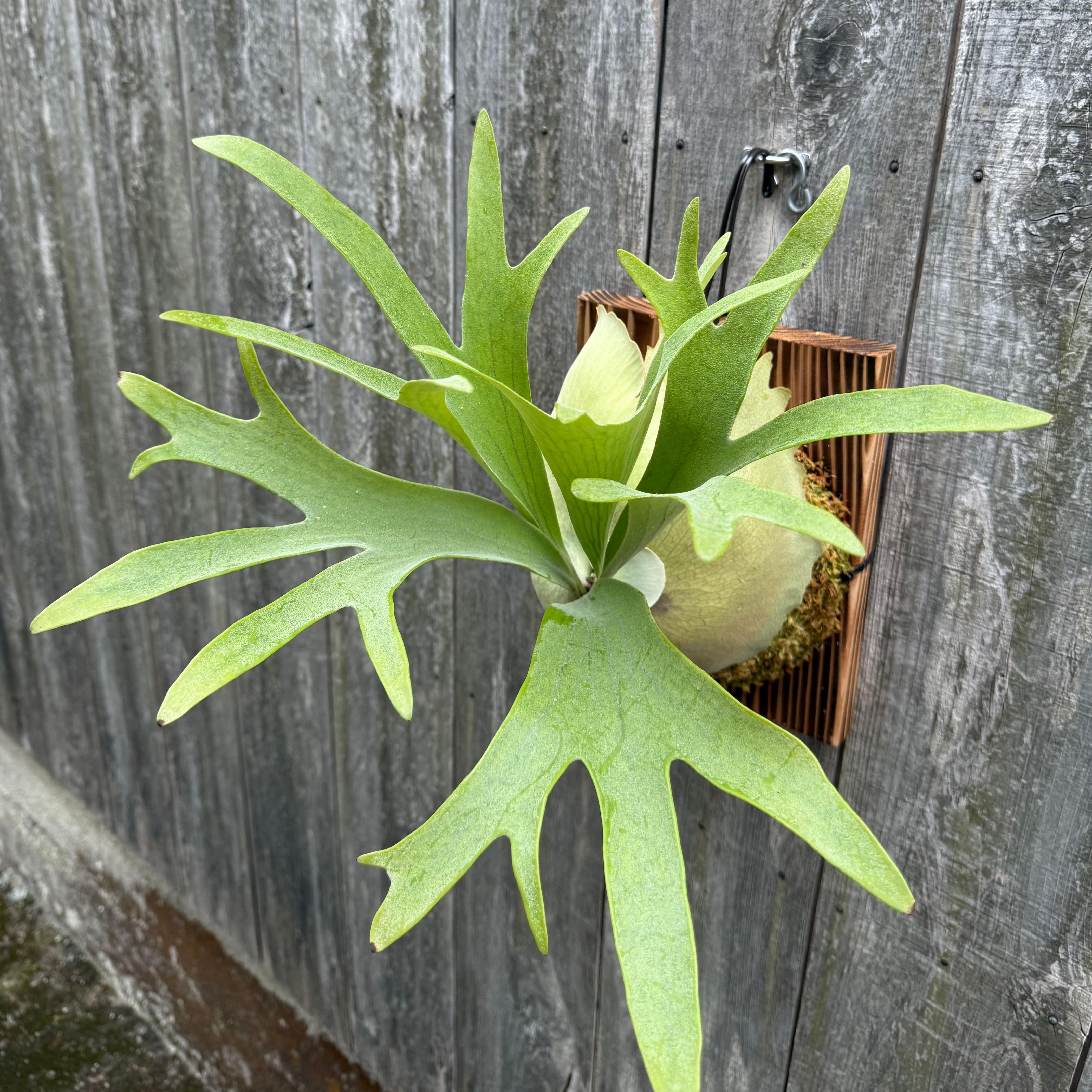 Platycerium bifurcatum Popcorn (pup) | naturefix