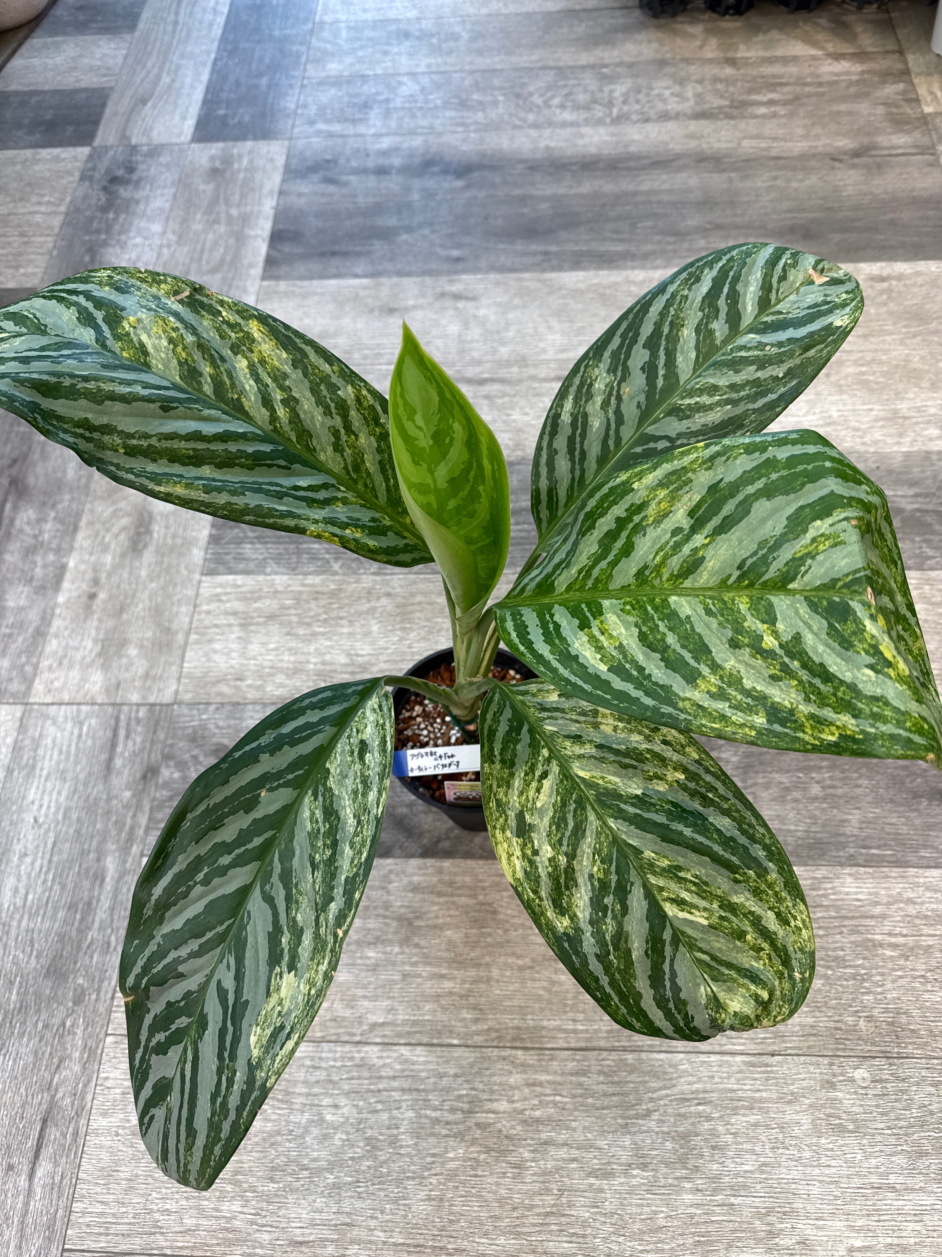 その他観葉植物 Aglaonema Nitidum Curtisii Variegated 希少］ Aglaonema nitidum f. curtisii variegated /カーティシー