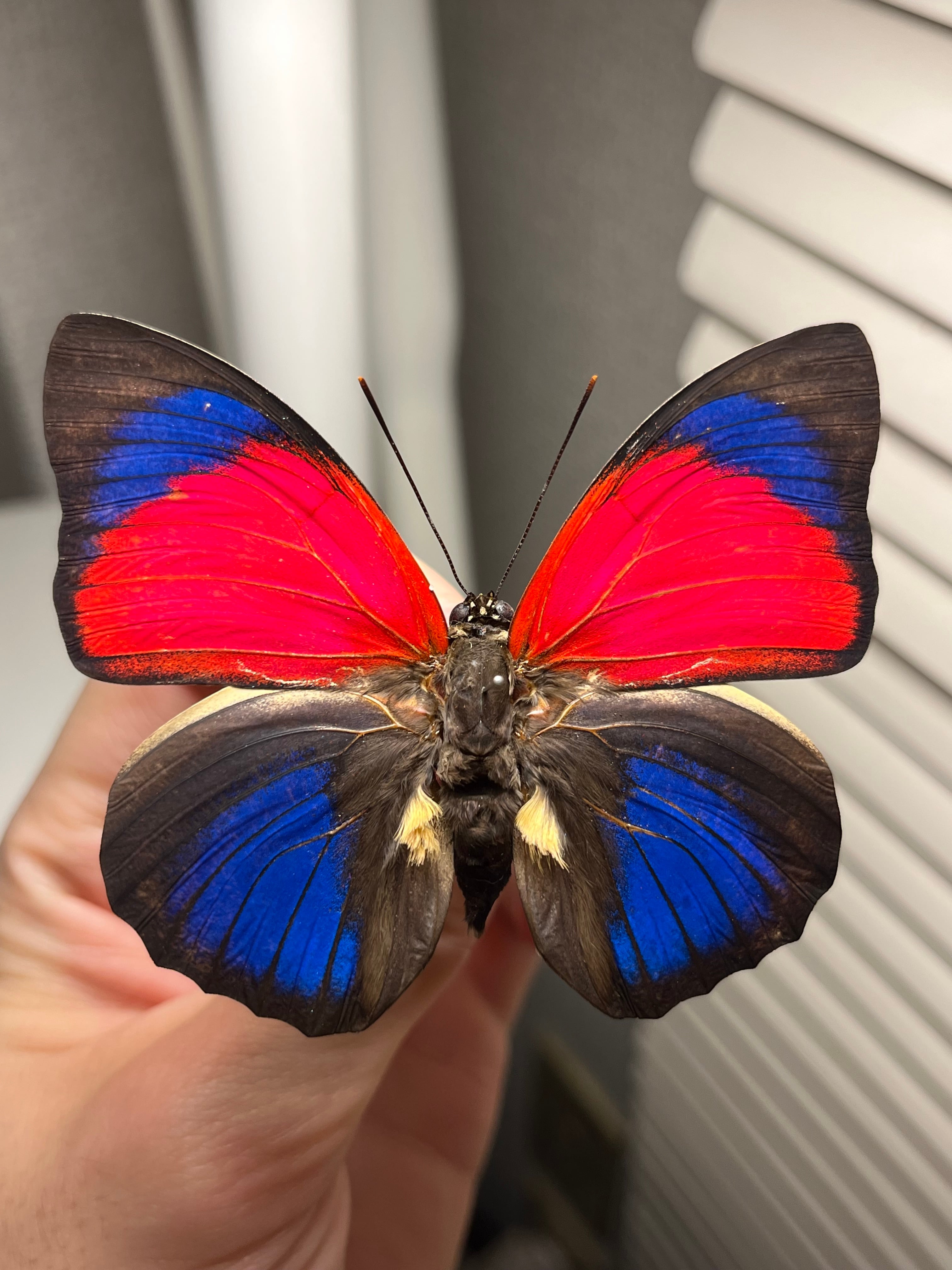 オモニキチュウ