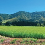 雪ノ王　精米（魚沼産コシヒカリ） / 20kg / 令和7年産