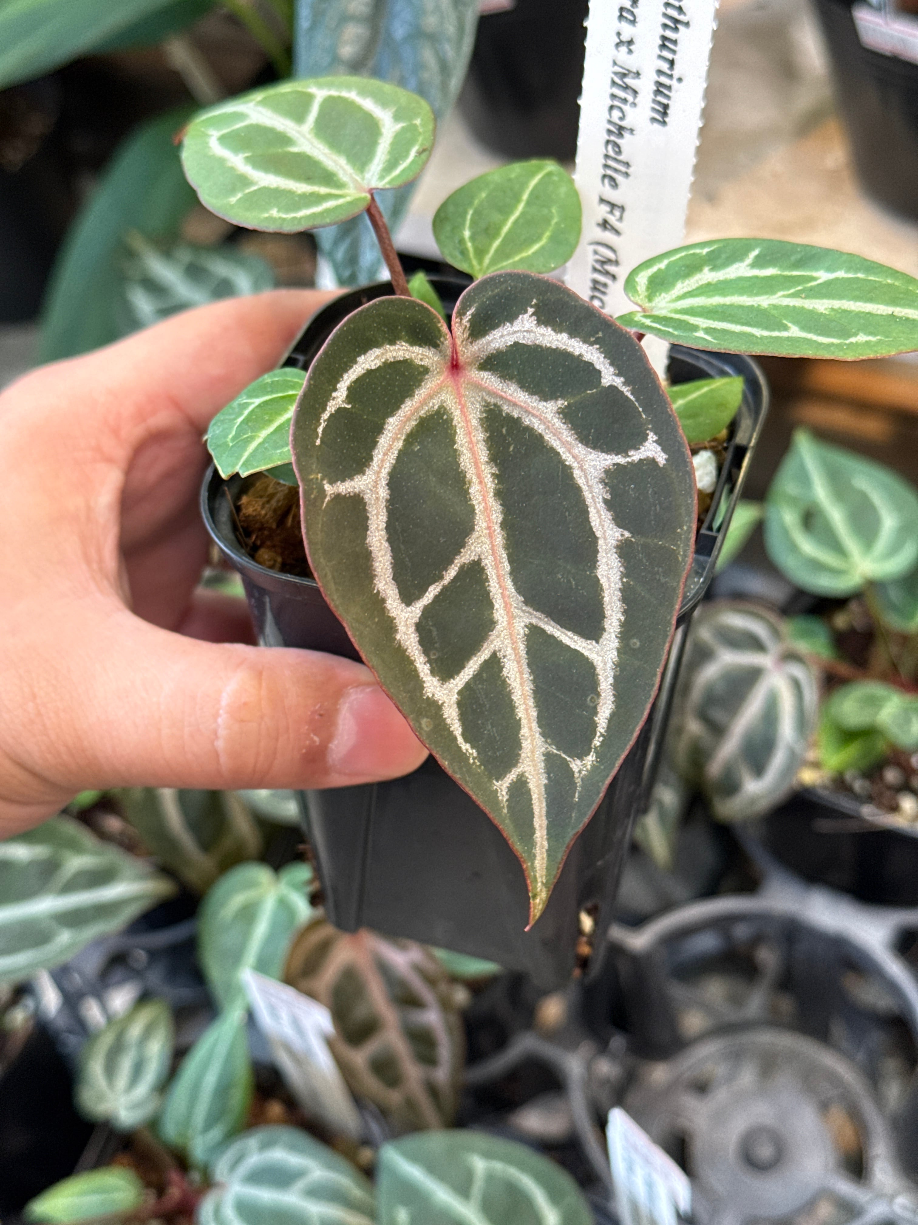 スキンダプサス グリス ⑨ スキンダプサス グリス | Gardenえん 【観葉熱帯植物】