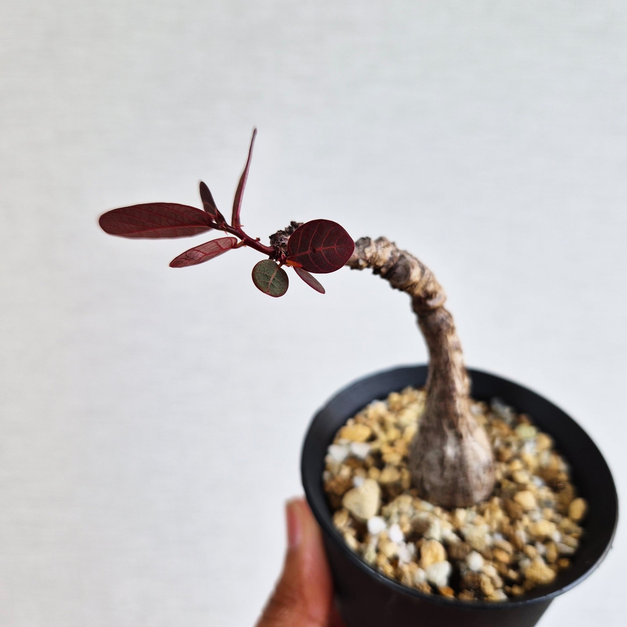 ⑪〚フィランサス・ミラビリス〛Phyllanthus Mirabilis 塊根植物 コーデックス ポット発送