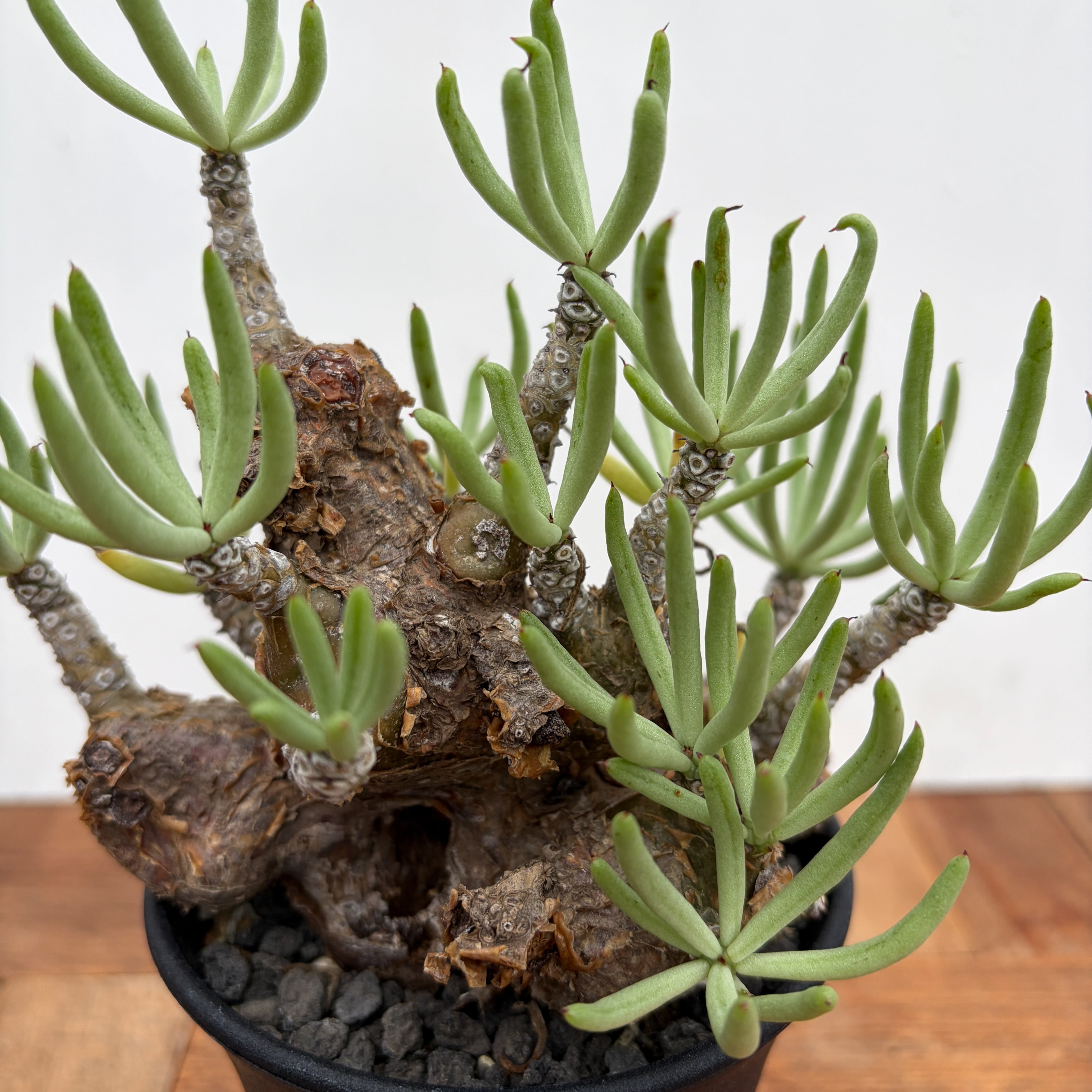 Tylecodon pearsonii【チレコドン・ペアルソニー】 | RIMO'S GREEN