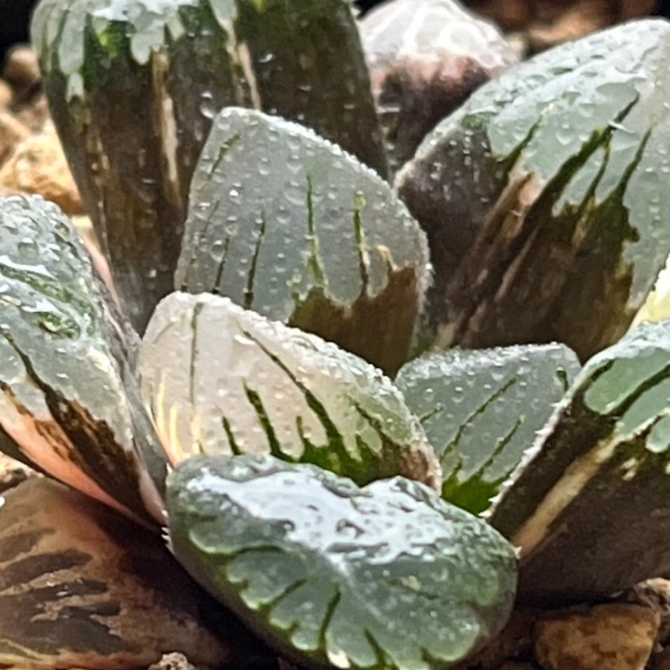 ハオルチア 黒水晶オブツーサ錦 | mocono_plants