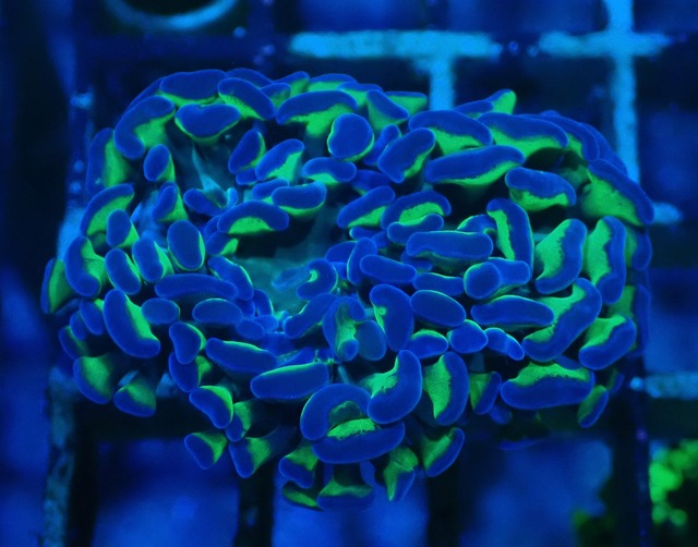 ParaAncora Green Reverse 3
