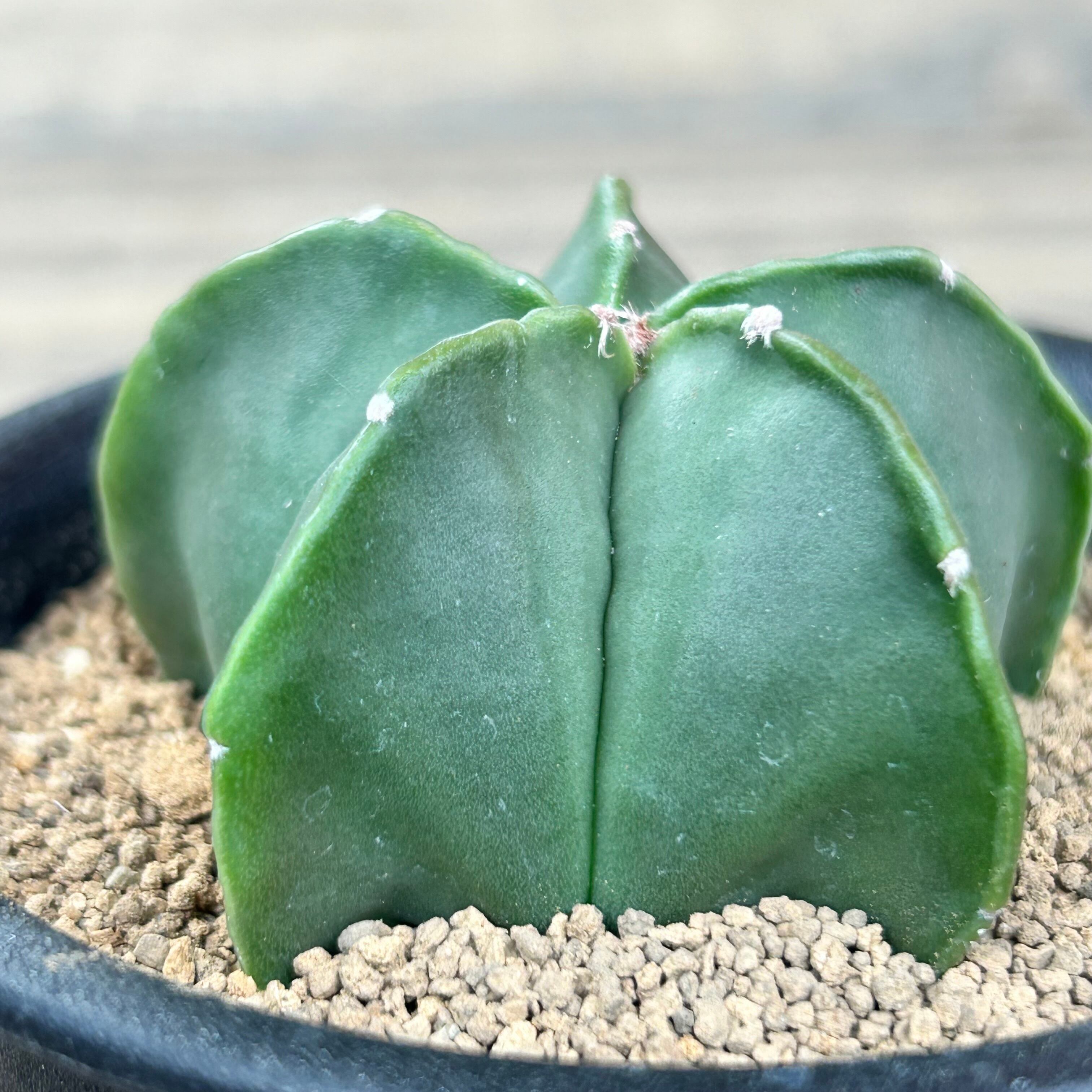 特大 古株 アストロフィツム属 鸞鳳玉 巨大古株 ランポー アストロフィツム 鸞鳳玉 【公式通販】