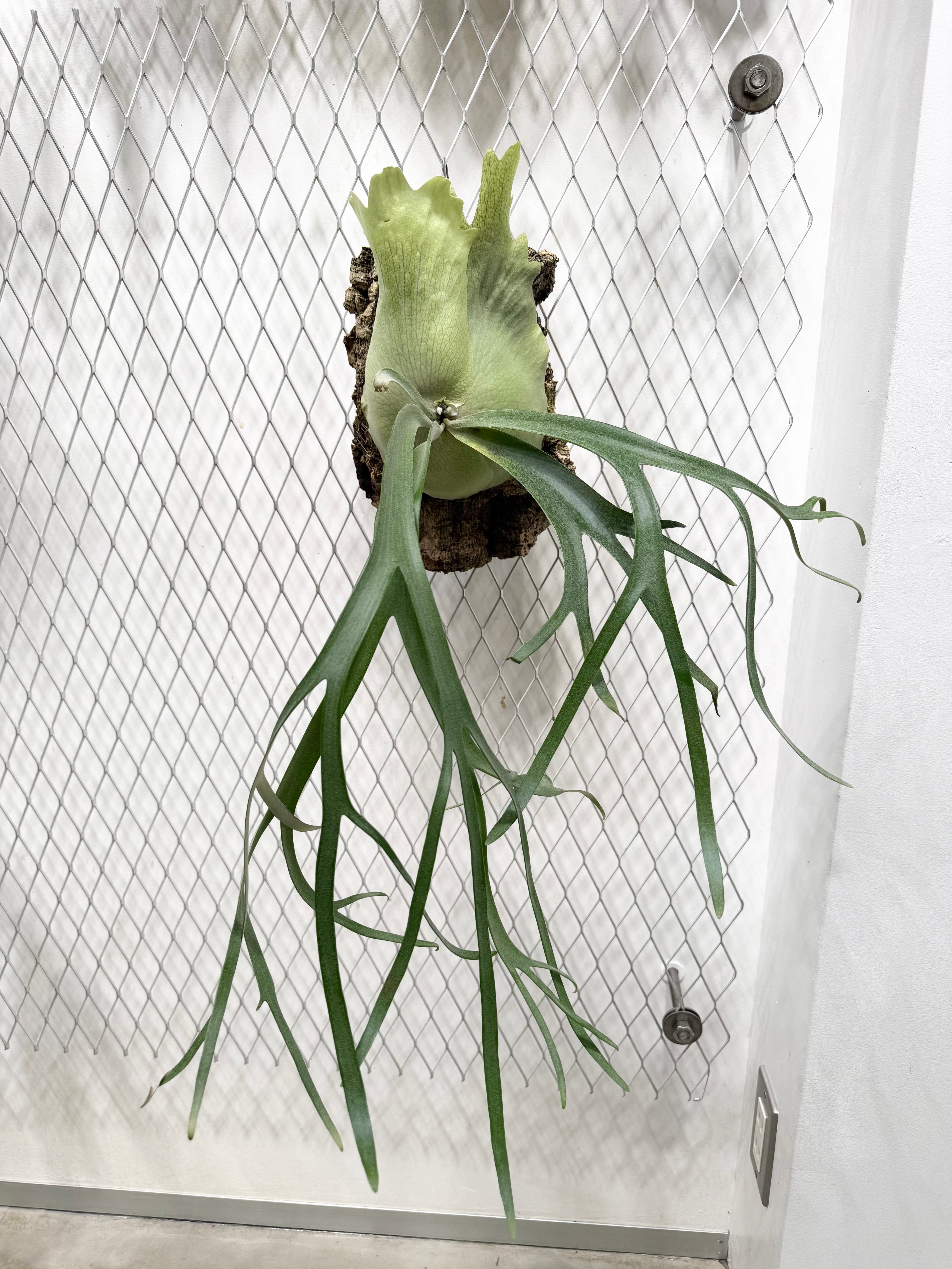 c) P. willinckii 'Frosty Maiden' spore grown ②ビカクシダ