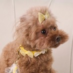 【TEO I'm COOL】LEMON RIBBON collar