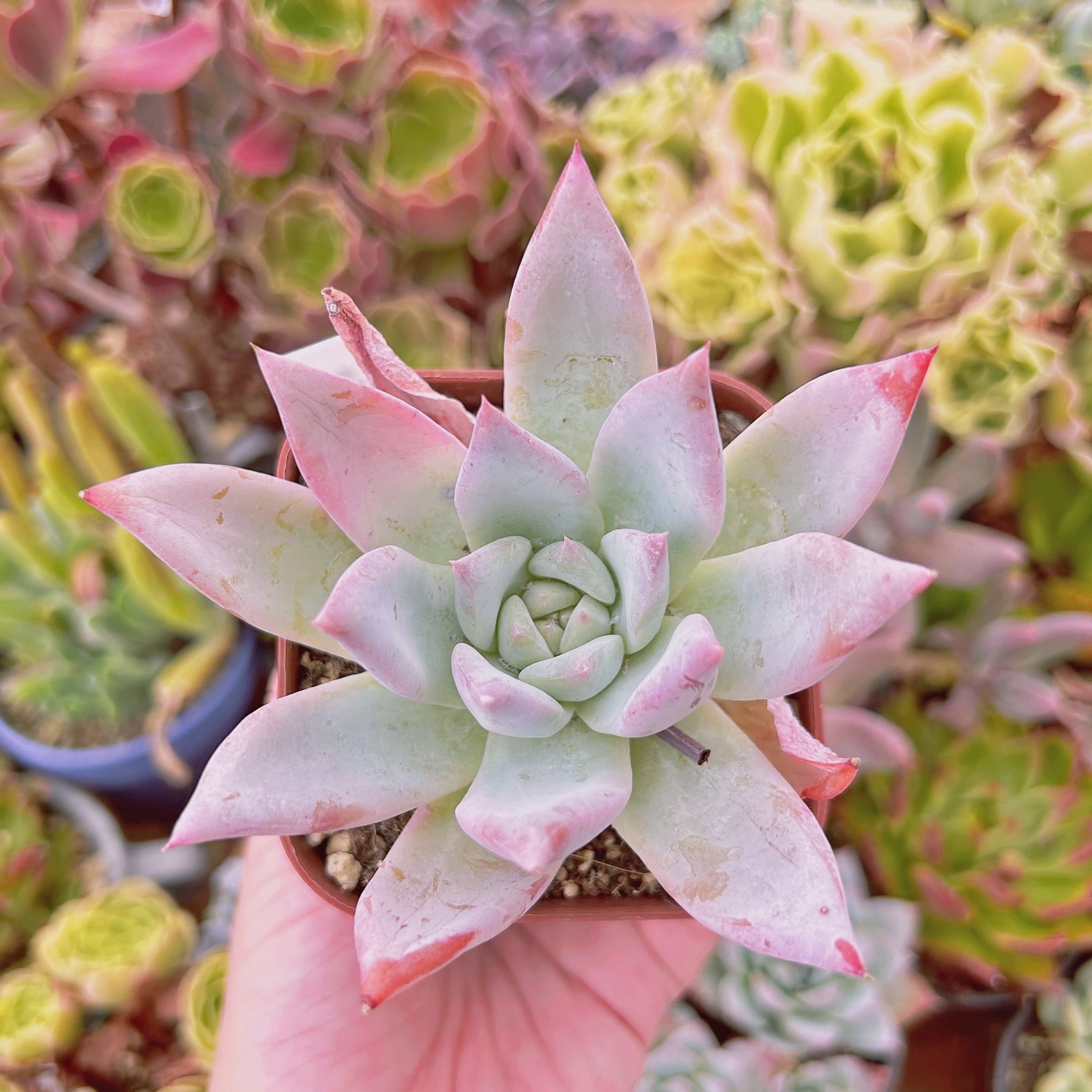現物　多肉植物　シロクマ　特大　抜き苗