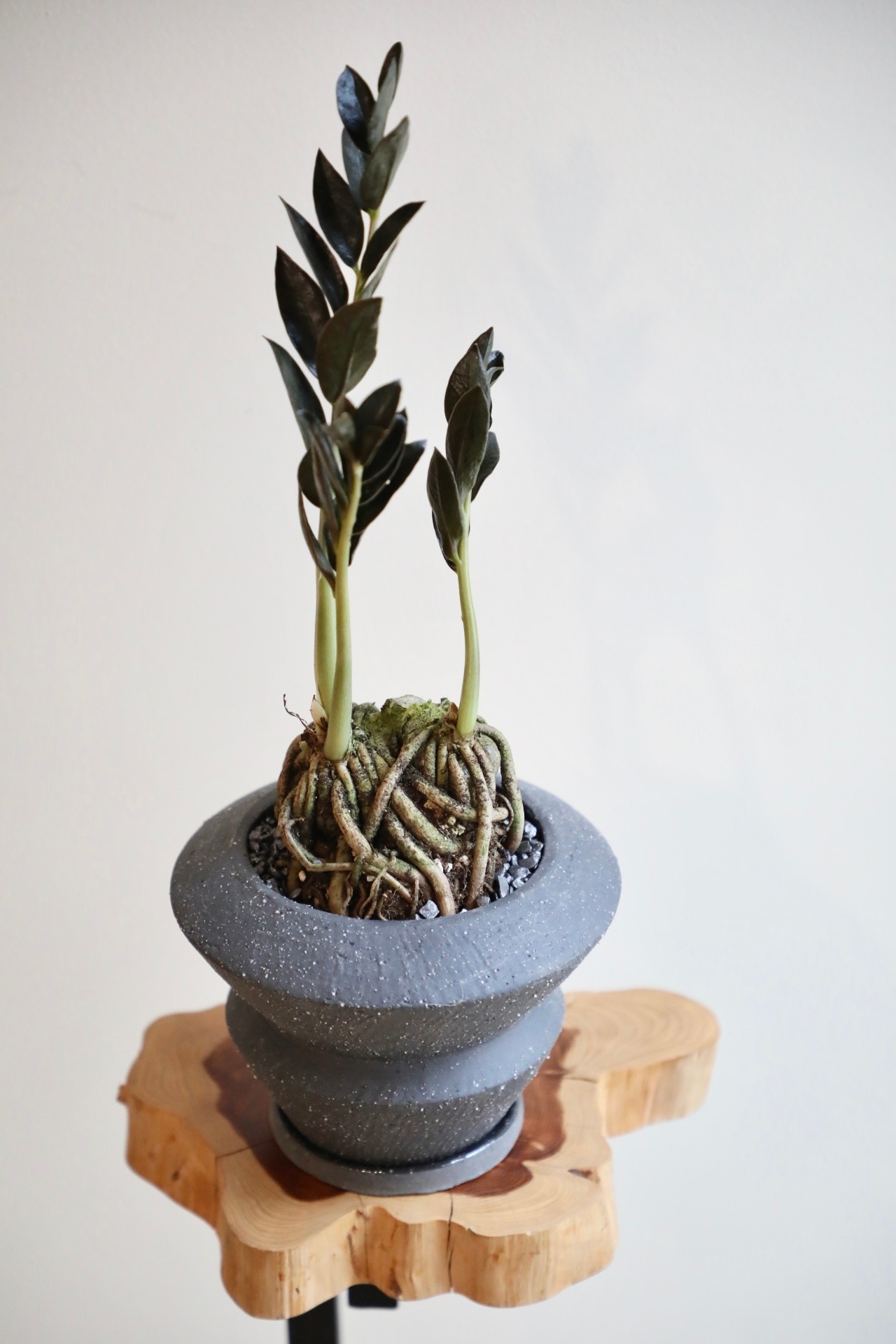 【希少】【M】ザミオクルカス ダークザミクロ　※陶器鉢付き