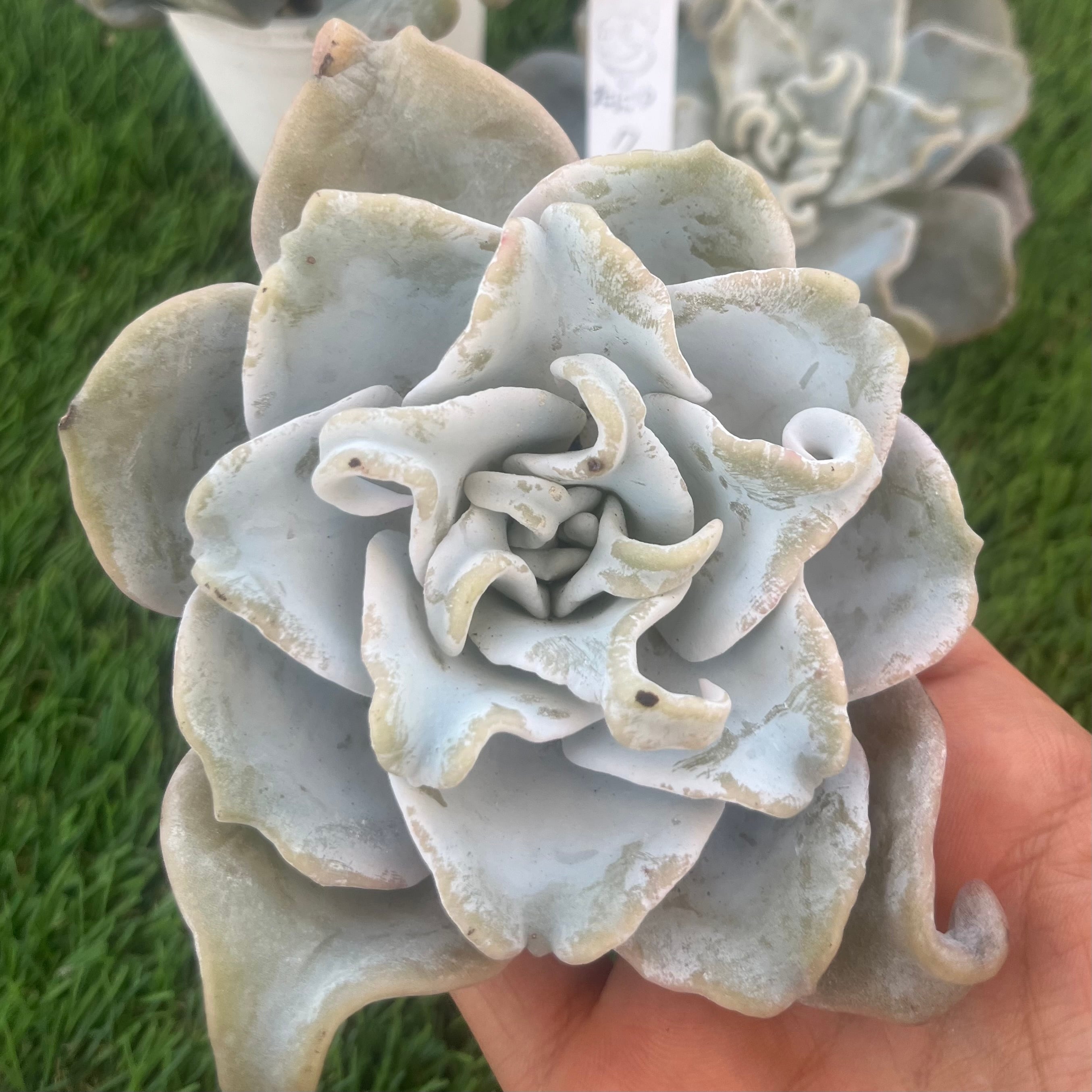 多肉植物 アエオニウム レア 孔雀白錦 美苗 #孔3 | Pay ID