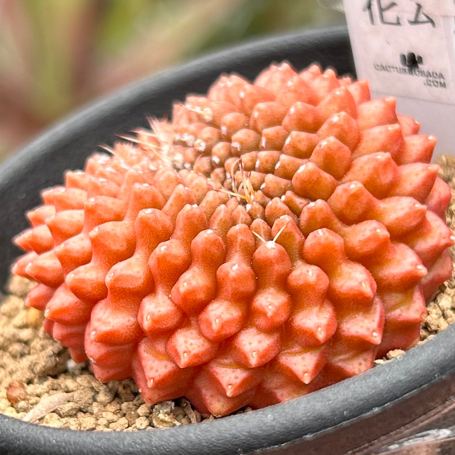 T)ギムノカリキウム刺無牡丹玉石化(サボテン) | RuPo 多肉植物専門店