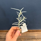 チランジア モリス【1036】