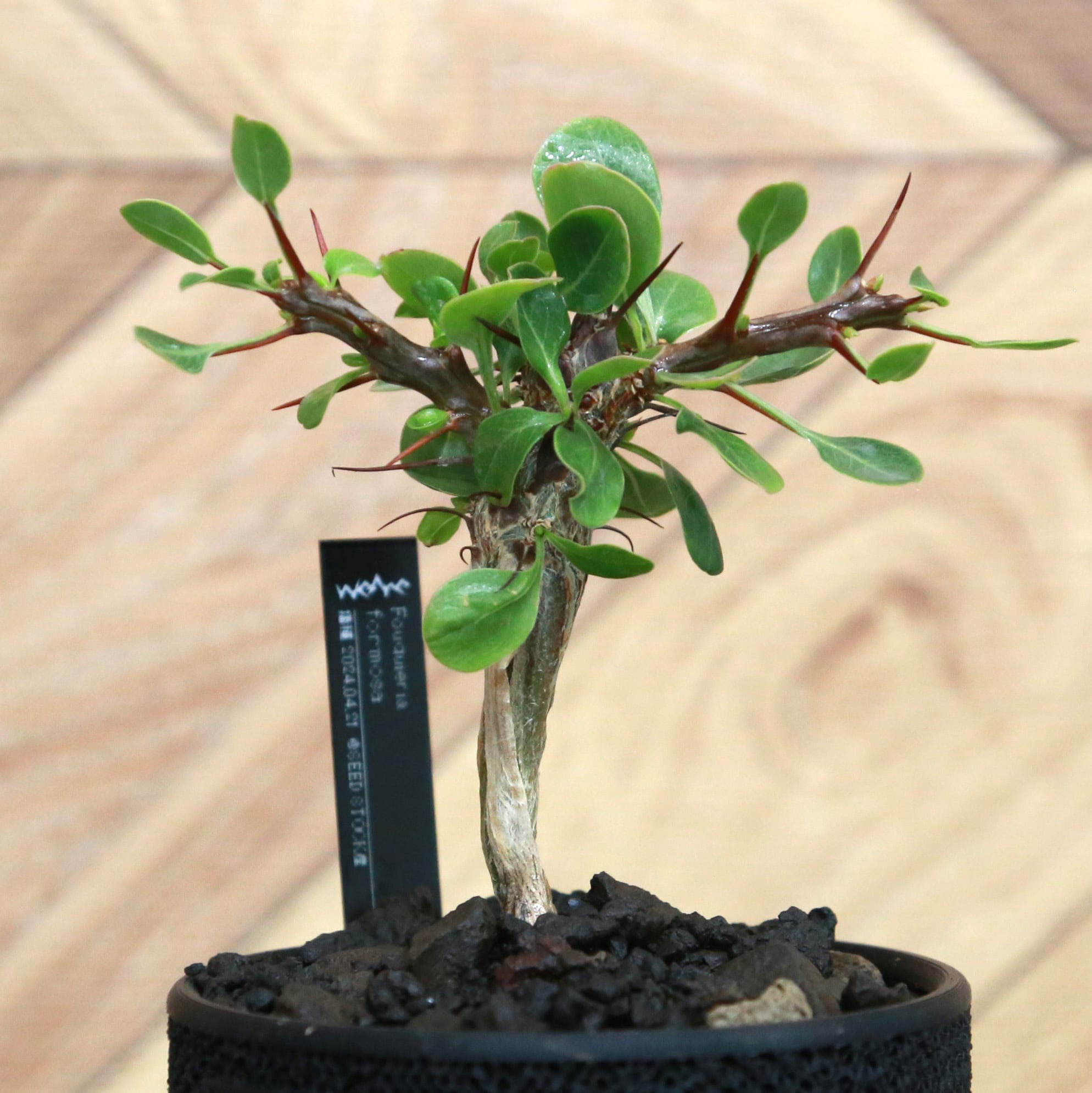 Fouquieria formosa フォークイエリア フォルモサ / 実生(逆さボトル幹