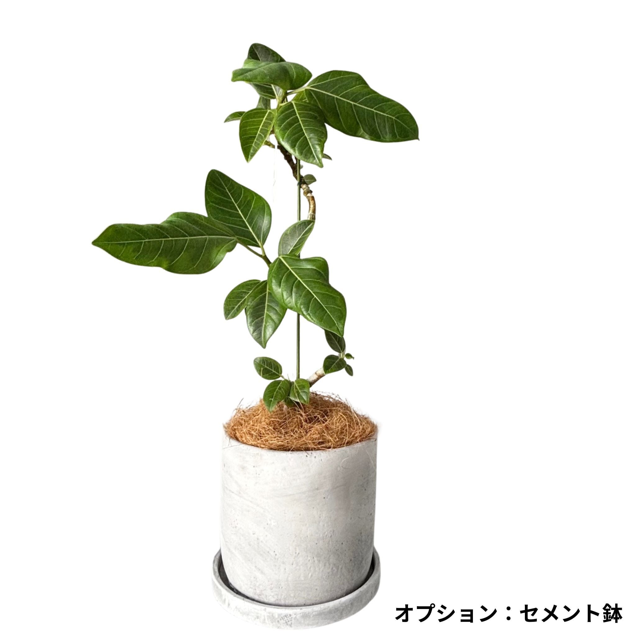 フィカス 観葉植物 観葉植物】 フィカス 6号 曲がり | 新鮮お花問屋 Jp-Farmers.com