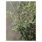 Cotoneaster franchetii