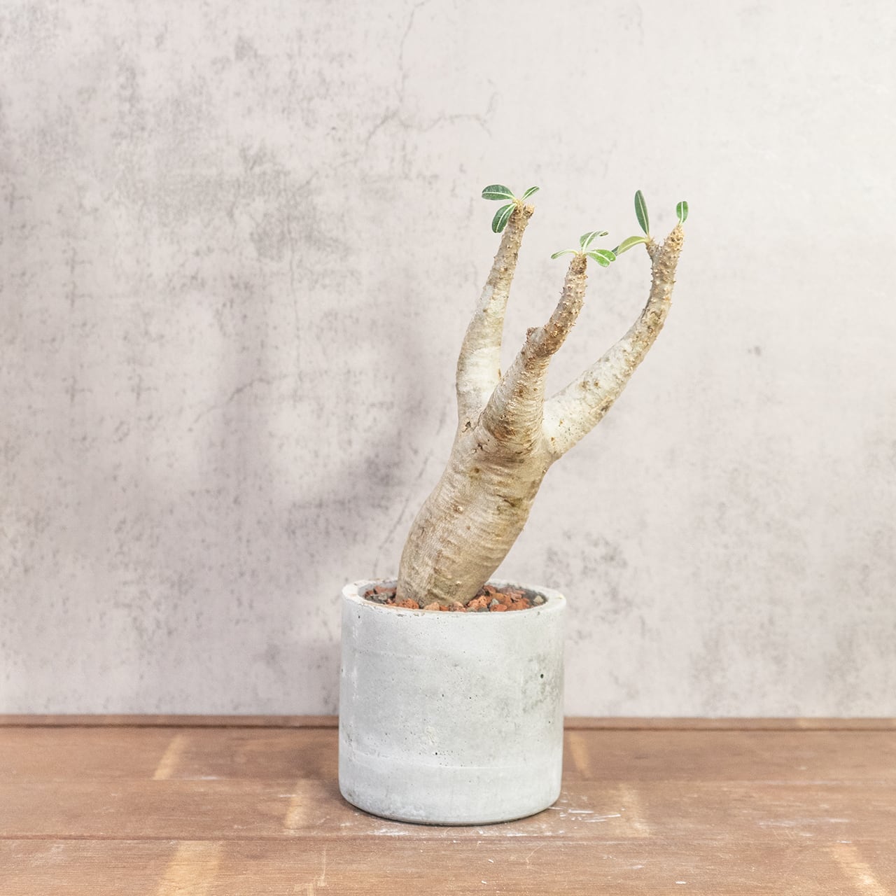 パキポディウム・マカイエンセ|やさしい曲線と伸びやかな枝姿が美しい、インテリアにも映える発根済の現地株【虫発生抑制/手作りモルタル鉢】