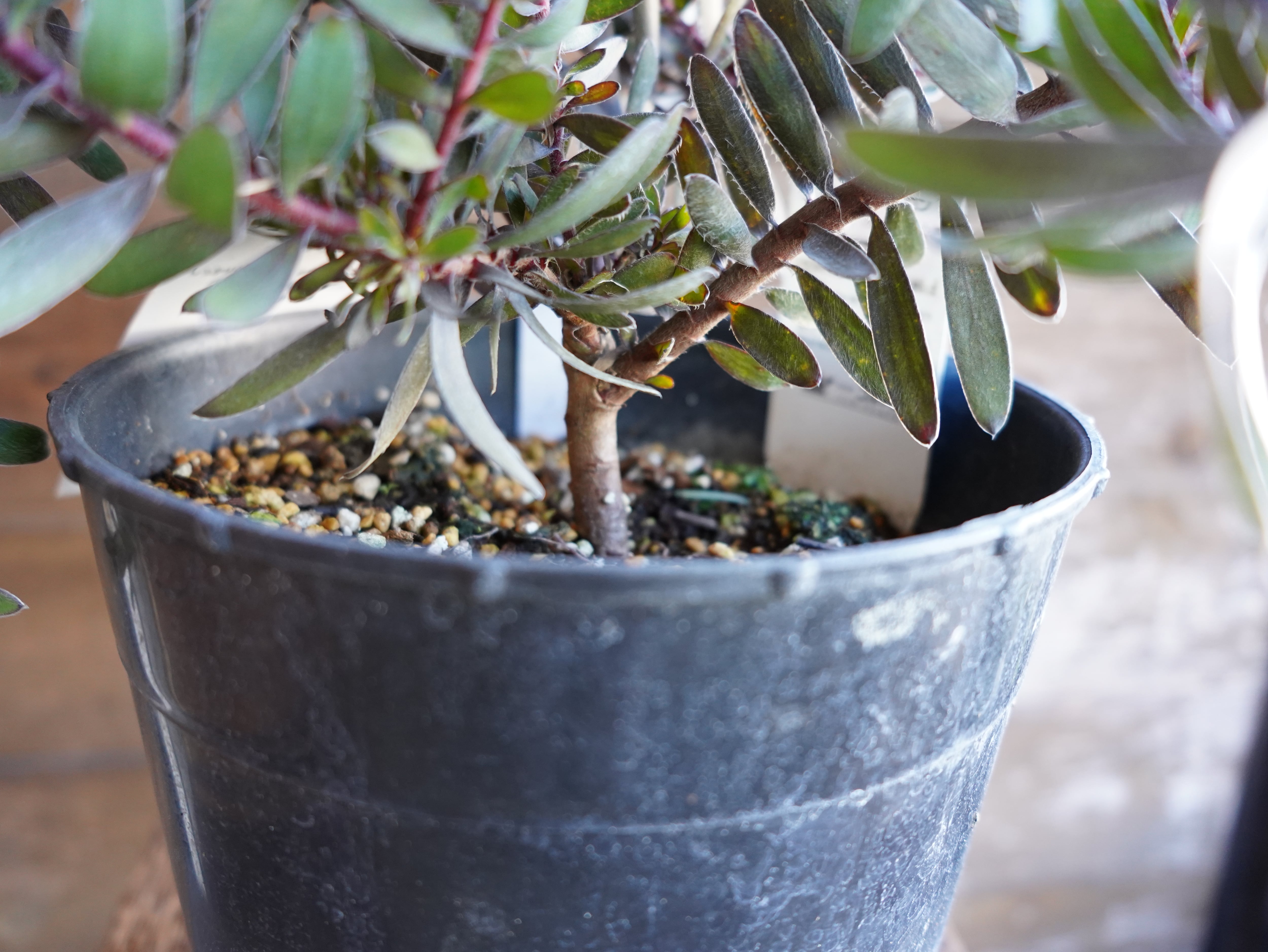 【現物】リューカデンドロン　”デュリフ”　7号　B