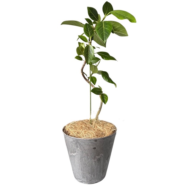 【観葉植物】　フィカス　6号　曲がり　
