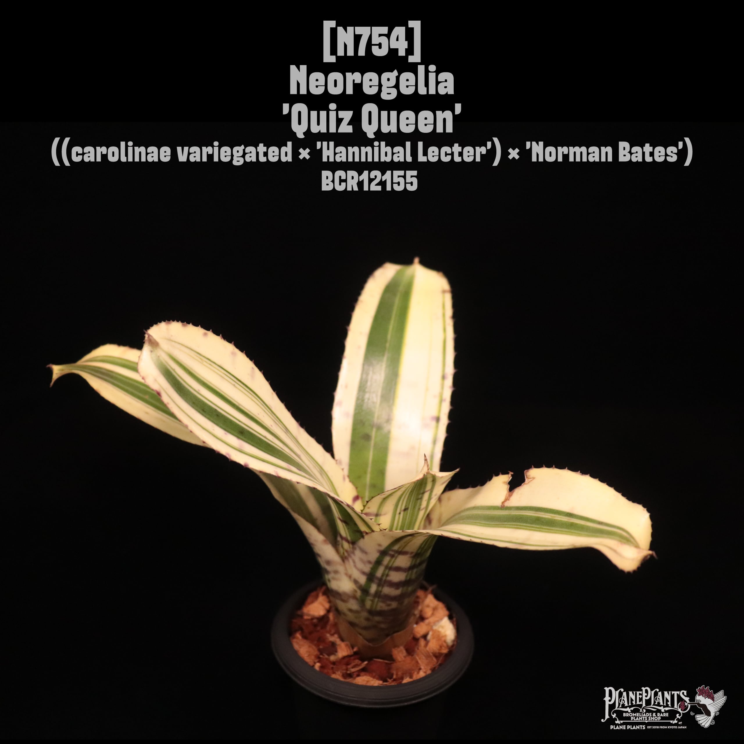 Neoregelia 'Quiz Queen'〔ネオレゲリア〕N754