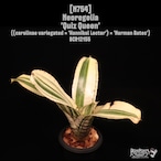 Neoregelia 'Quiz Queen'〔ネオレゲリア〕N754