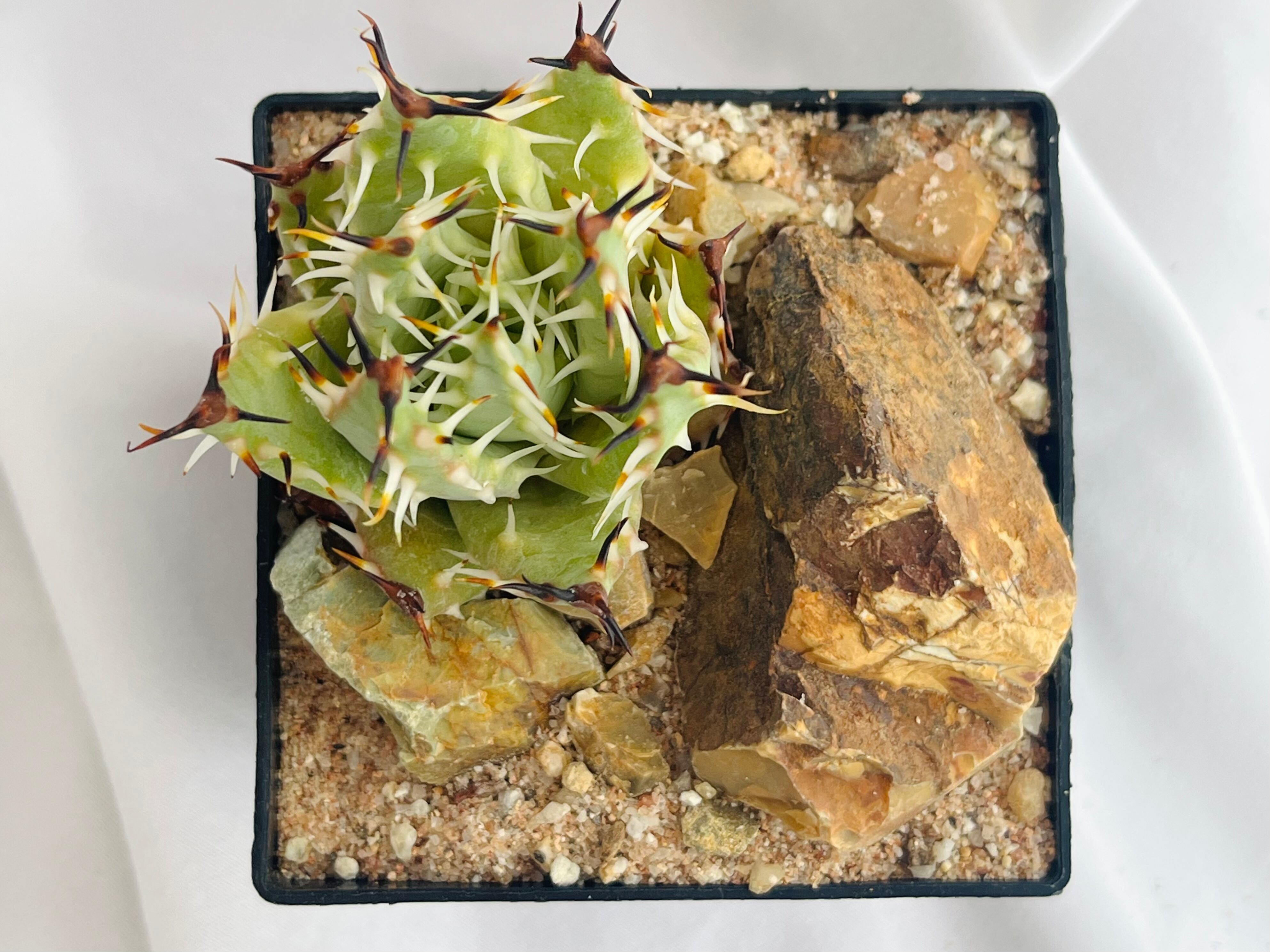 幹立 群生 アロエ エリナケア 交配種 鉢のまま発送 aloe erinacea 幹立