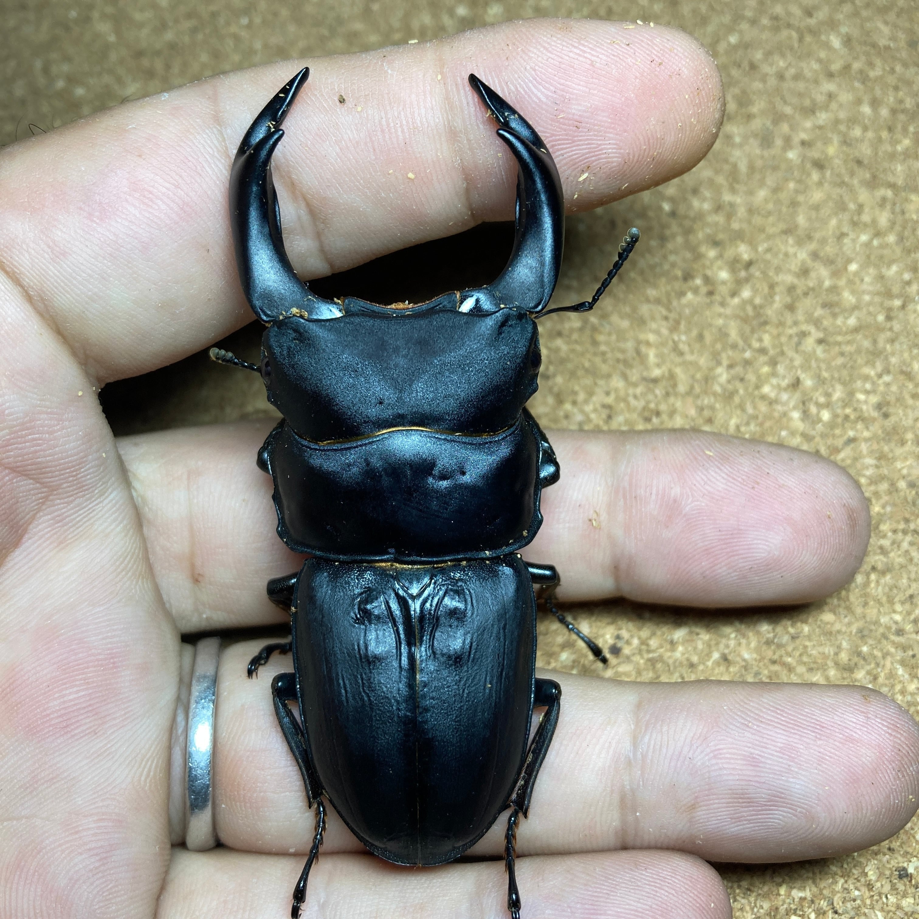 オオクワガタ 久留米産ペア ♂87.6㎜ ♀56㎜ 22年 ♂7月羽化 ♀6月羽化