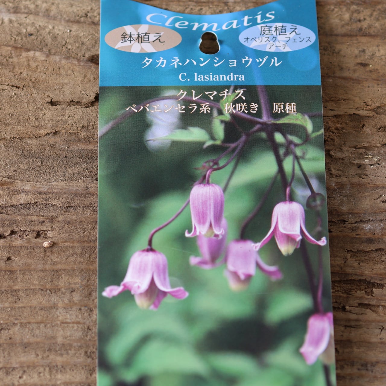 412 山の風にゆれる、静けさの花『クレマチス タカネハンショウヅル