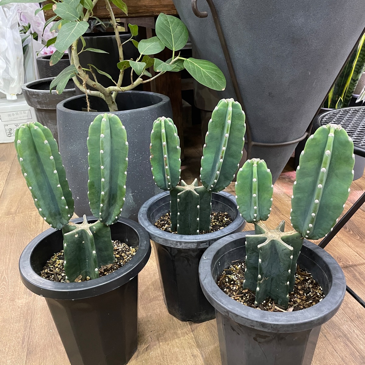 とても立派な大きさで、うさぎのようにかわいい 柱サボテン 鬼面角 