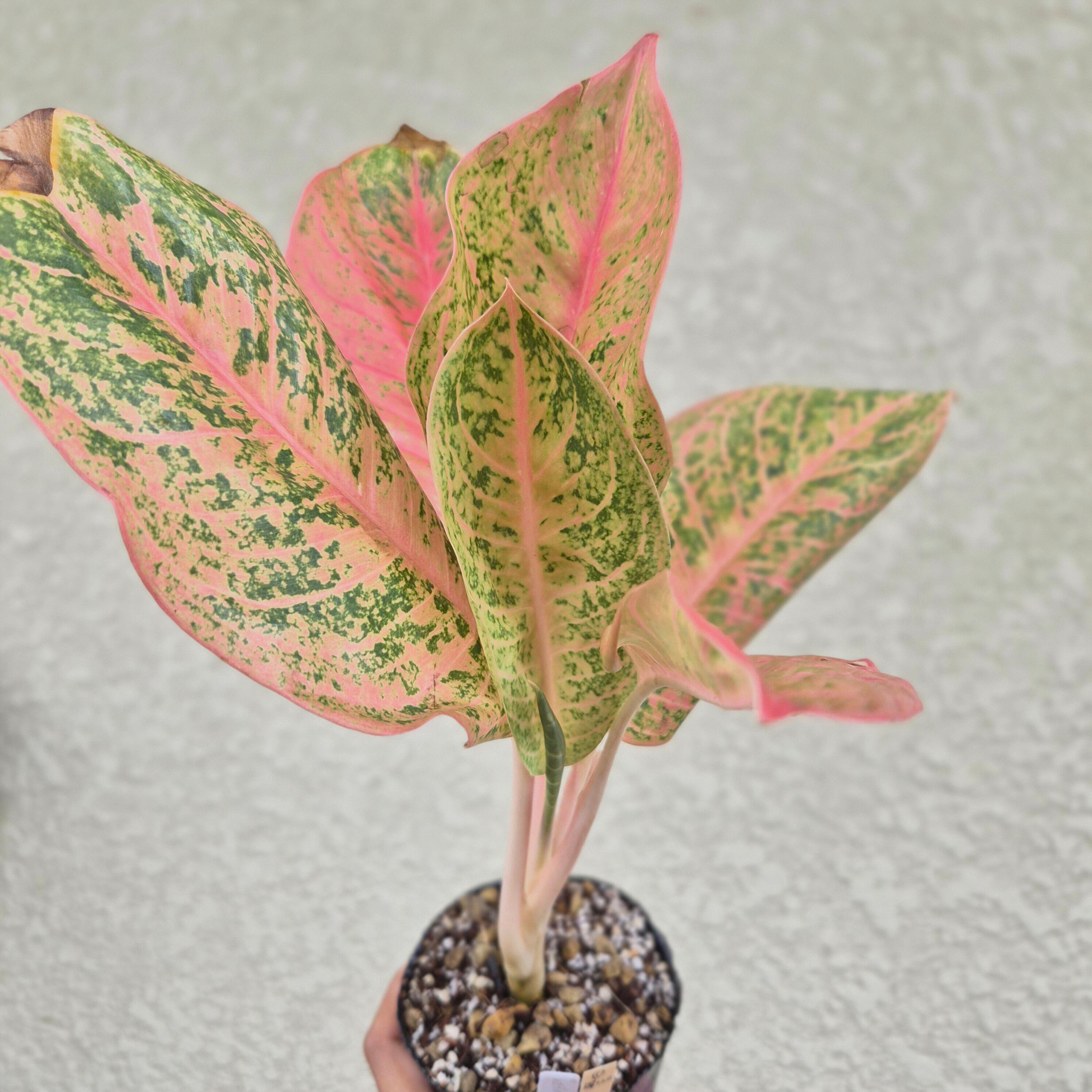 《Aglaonema Harry Queen》アグラオネマ・ハリークイーン 観葉植物 /ポット発送