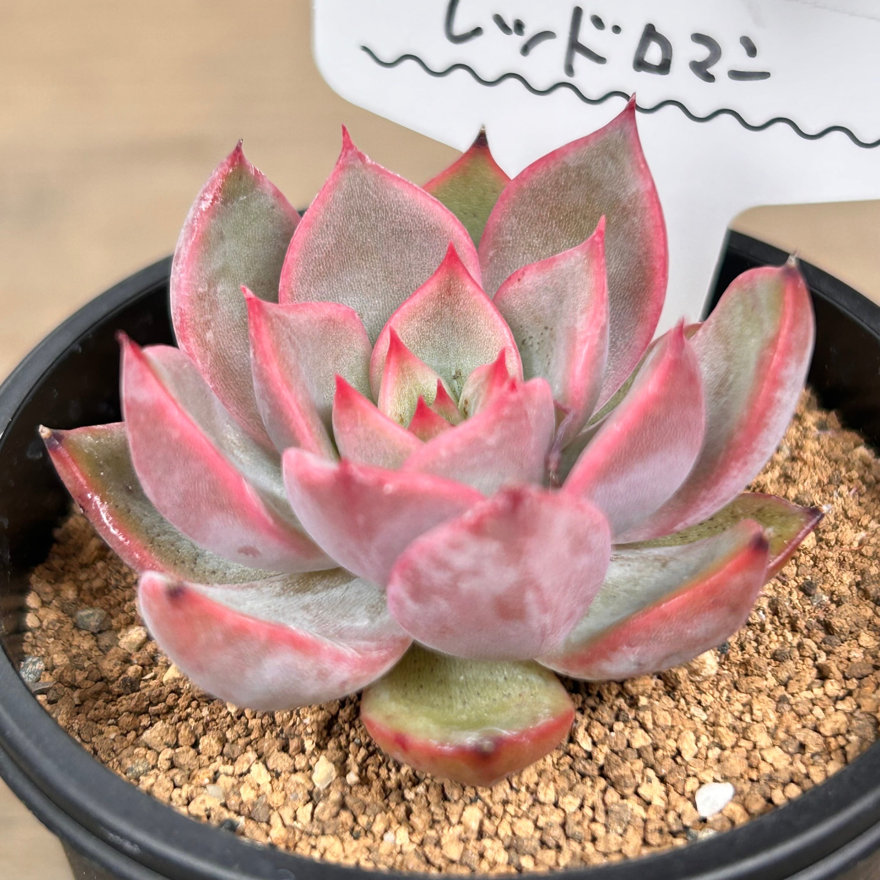 レッドロマン | RuPo 多肉植物専門店