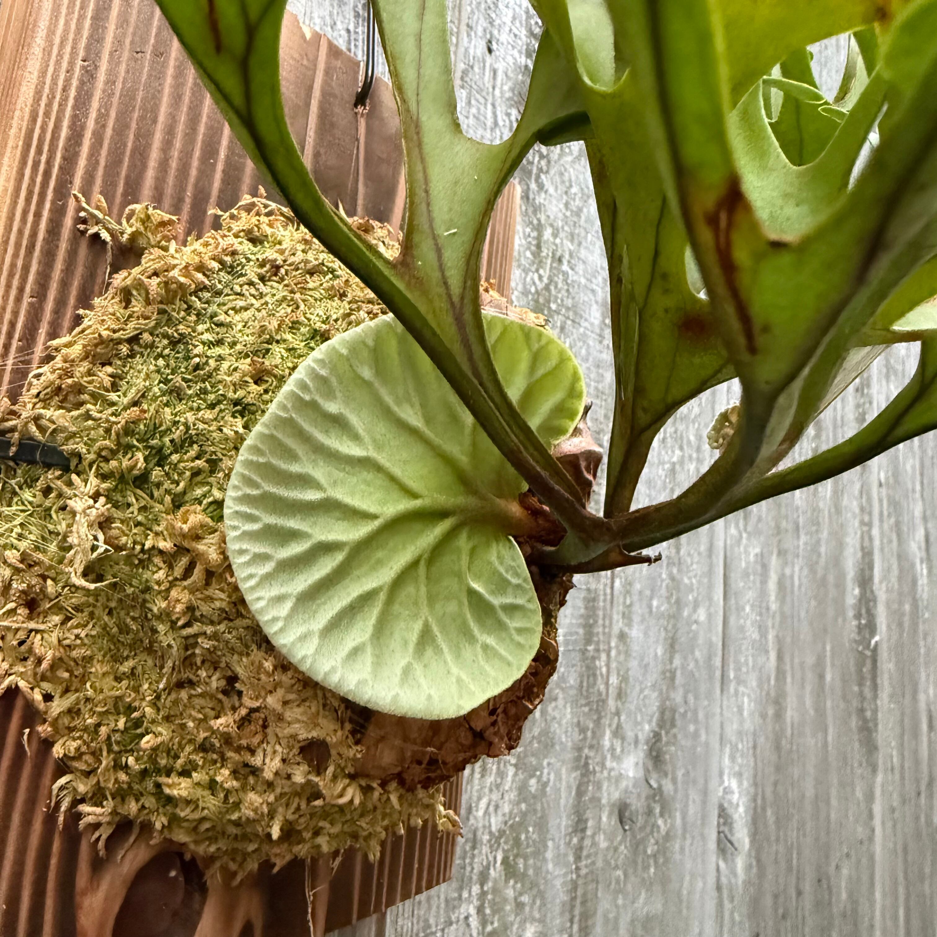 P. ridleyi Wild ビカクシダ　リドレイ　流木　ワイルド株 ワイルド リドレイ P.ridleyi WILD ボルネオ輸入株 一点物 検