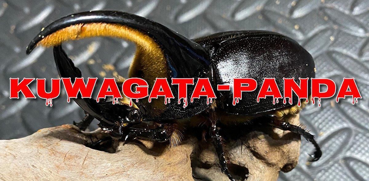 YAMATO2520超珍品‼️アンドレアス エロンガトゥス BANDAI (バンダイ) 超合金魂 GX-58 ※現状販売品 地球防衛軍旗艦