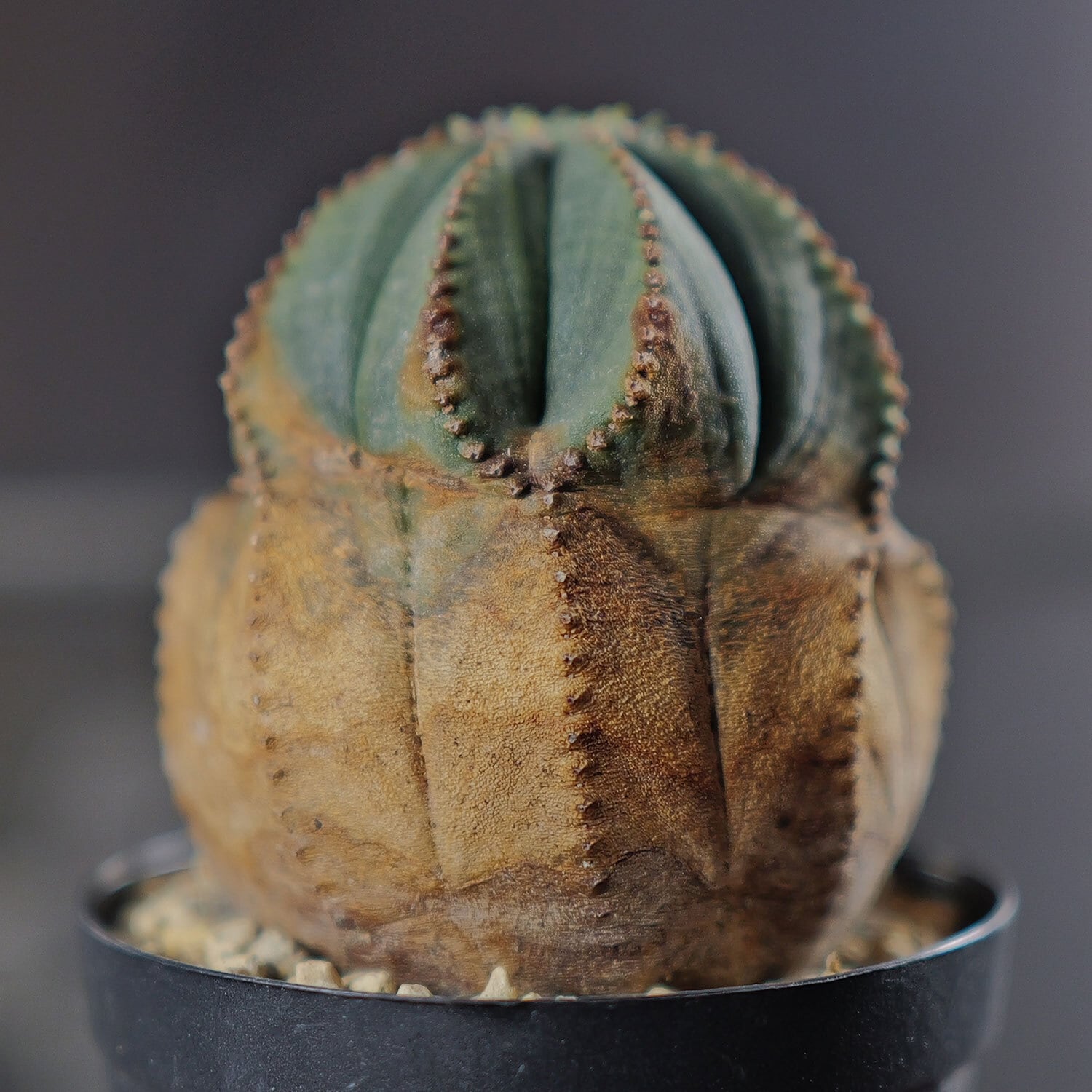 雌株 (メス株) オベサ | LIGHTHOUSE.PLANTS - 海外実生株のオベサなど