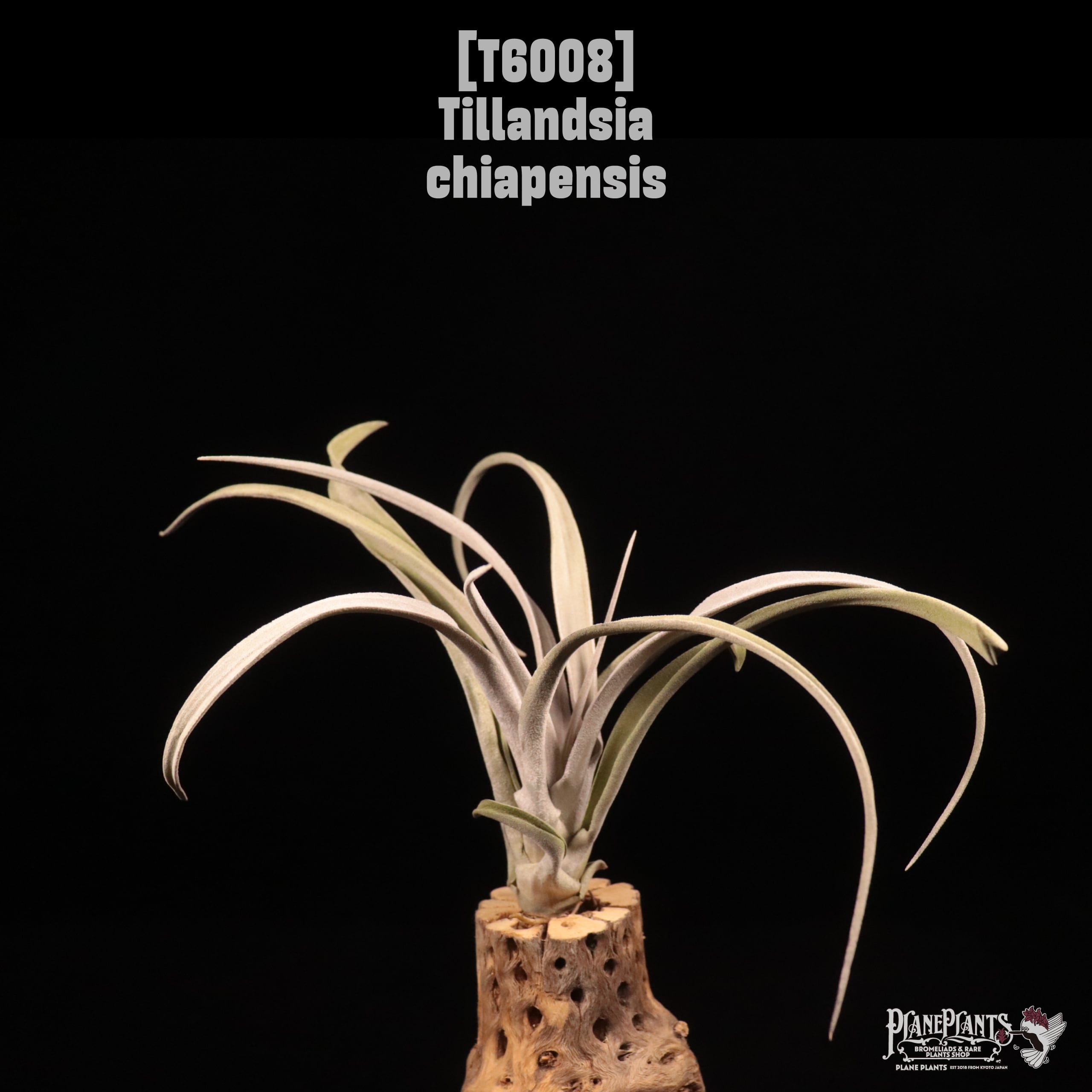 Tillandsia chiapensis〔ティランジア〕T6008