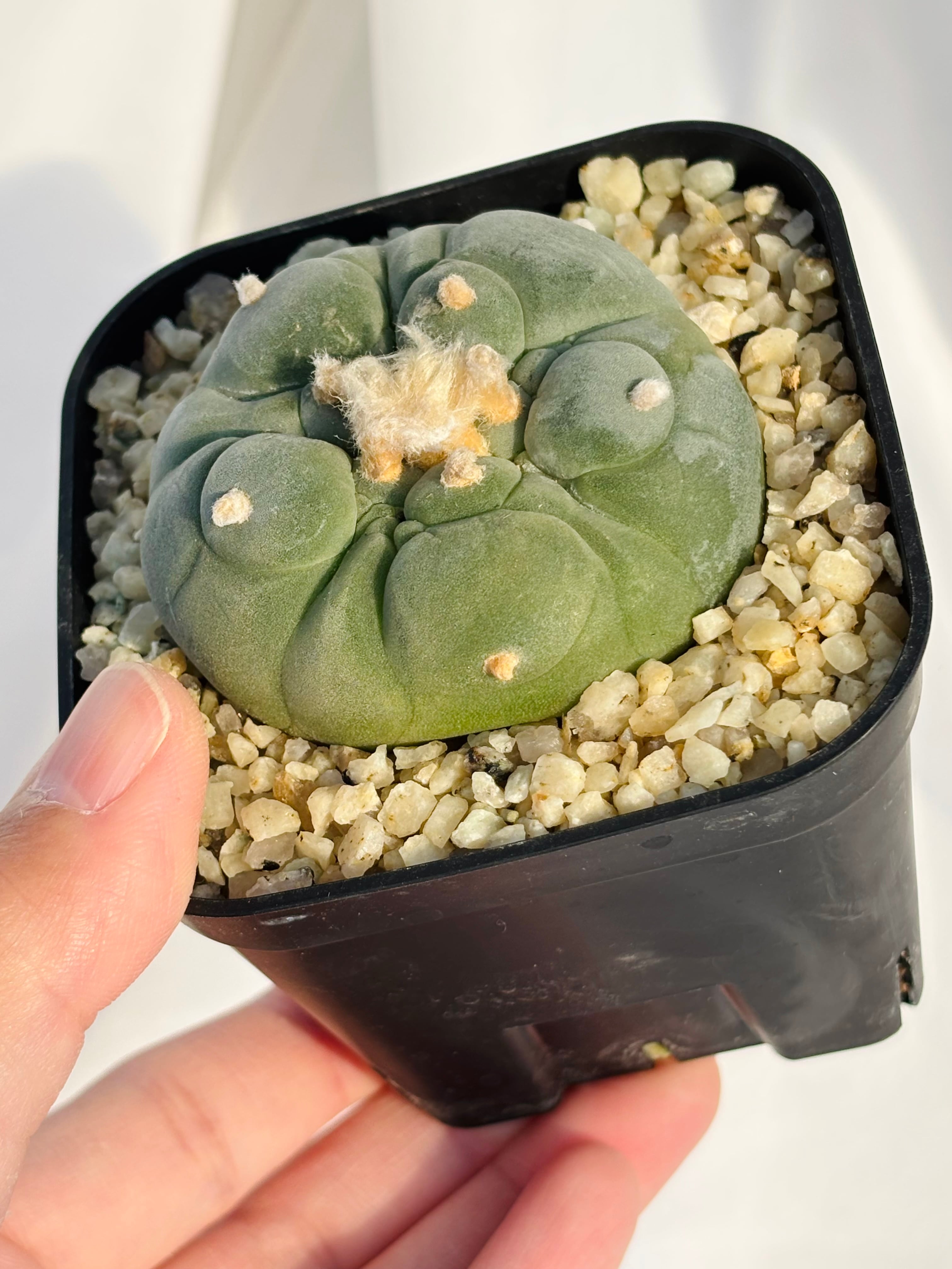 Lophophora williamsii var. decipiens ロフォフォラ 大疣銀冠玉