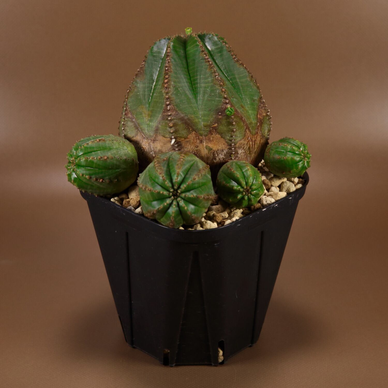 ユーフォルビア バリダ 子吹きタイプカキ仔 雌株 ①