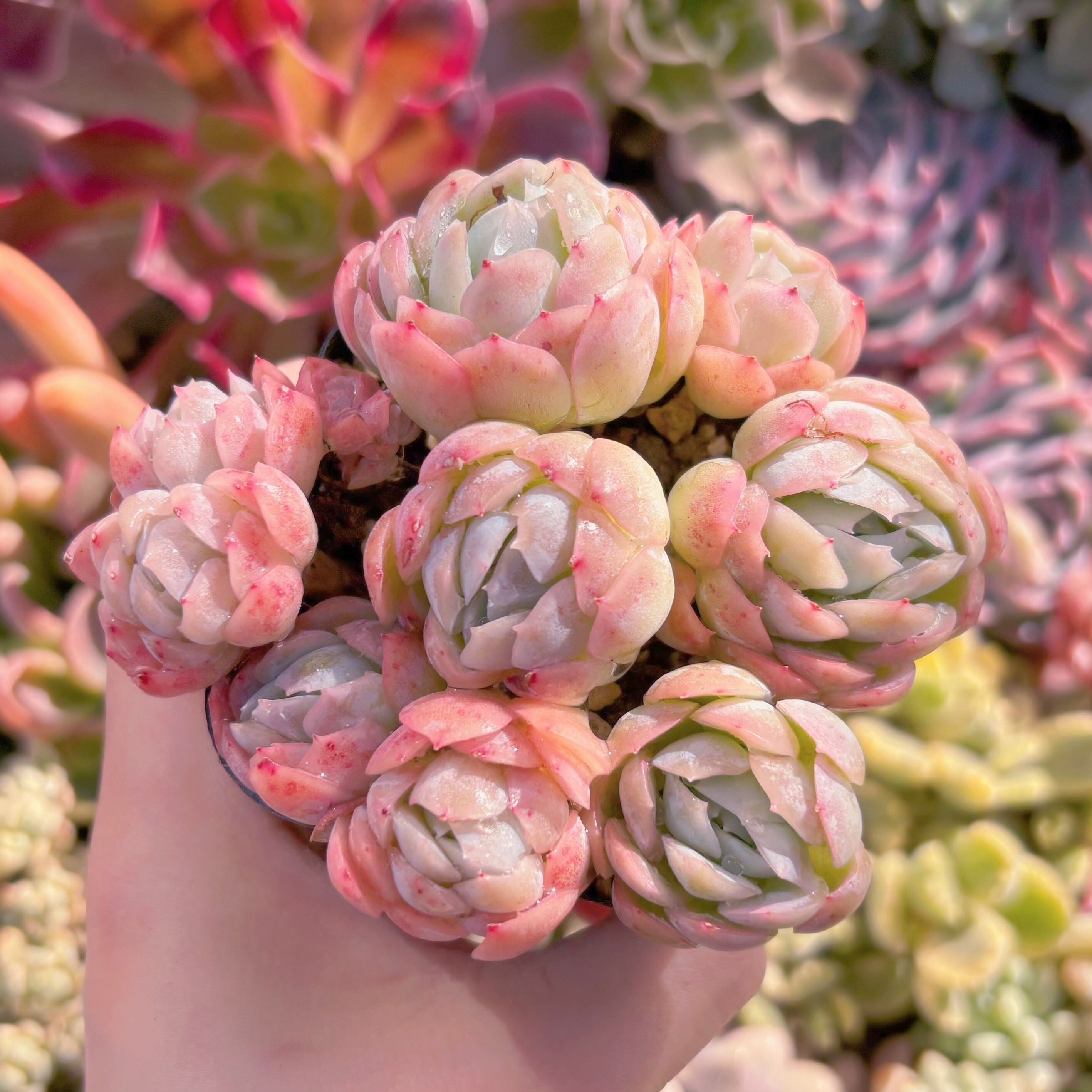 現品　クリームベリー#1007　るる農園