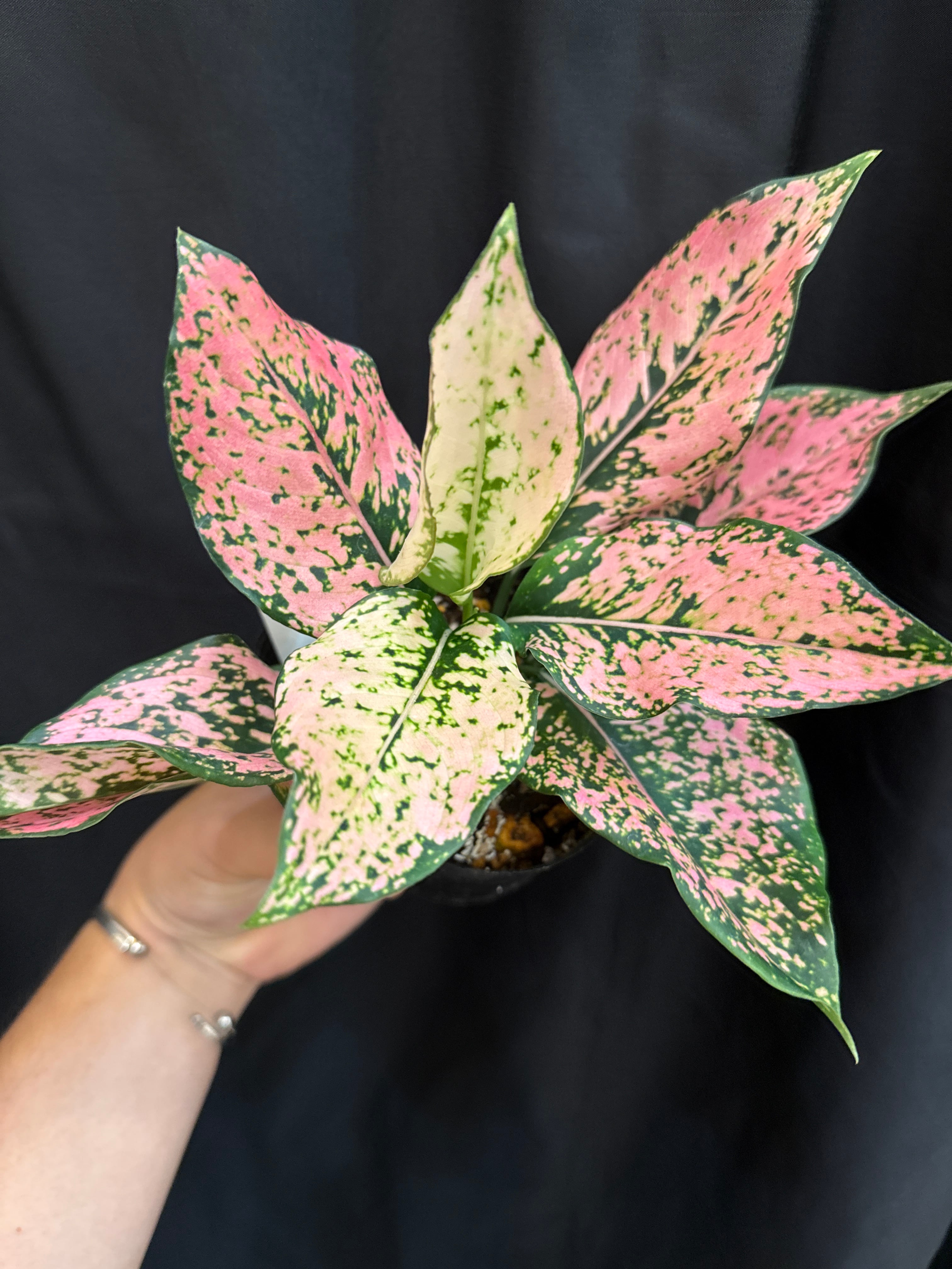 アグラオネマ カンクンピンク | Gardenえん 【観葉熱帯植物】